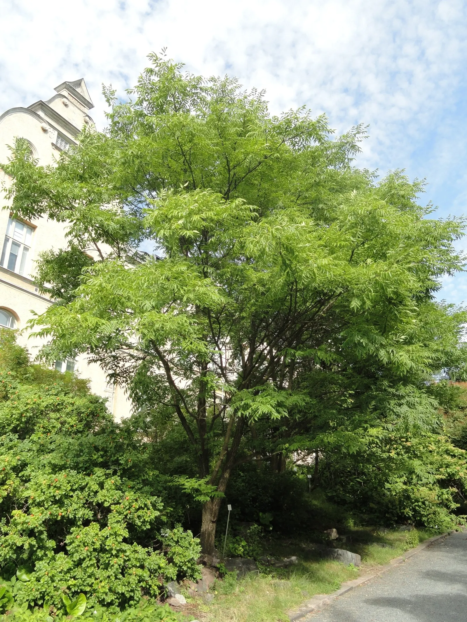 Amur Cork Tree (Phellodendron Amurense) — When including the Amur cork tree in your design