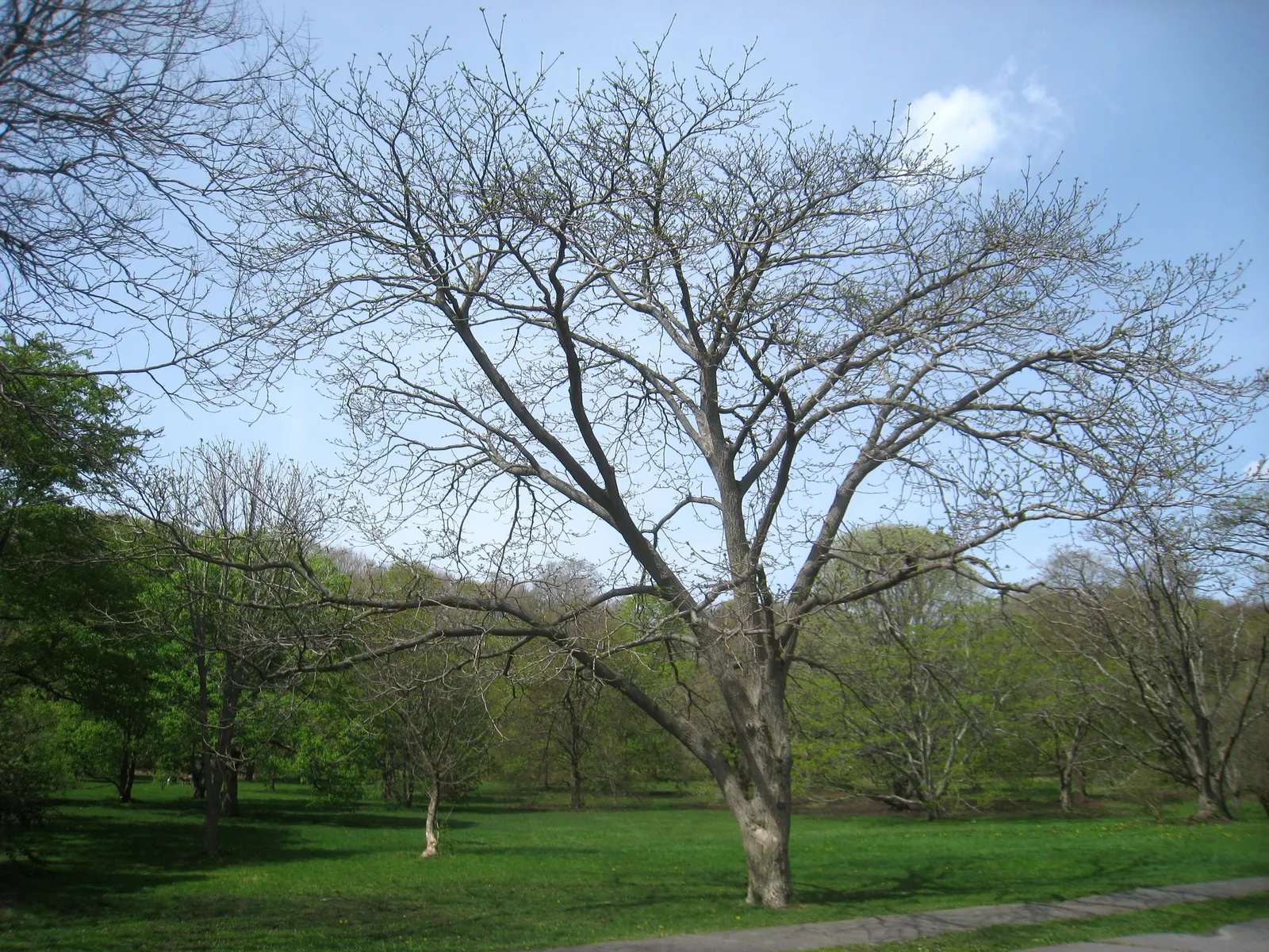 Amur Cork Tree (Phellodendron Amurense) — green and yellow flowers in the garden