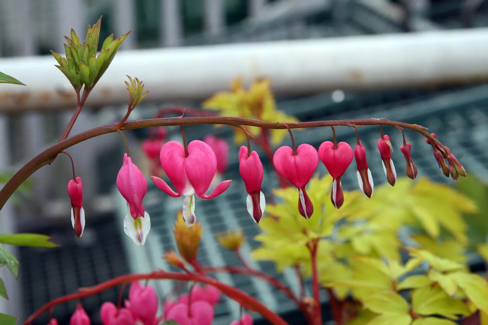 Golden Bleeding Hearts (Dicentra 'Gold Heart') — Ideal for woodland settings or shaded borders, it provides a bright contrast with dark greens