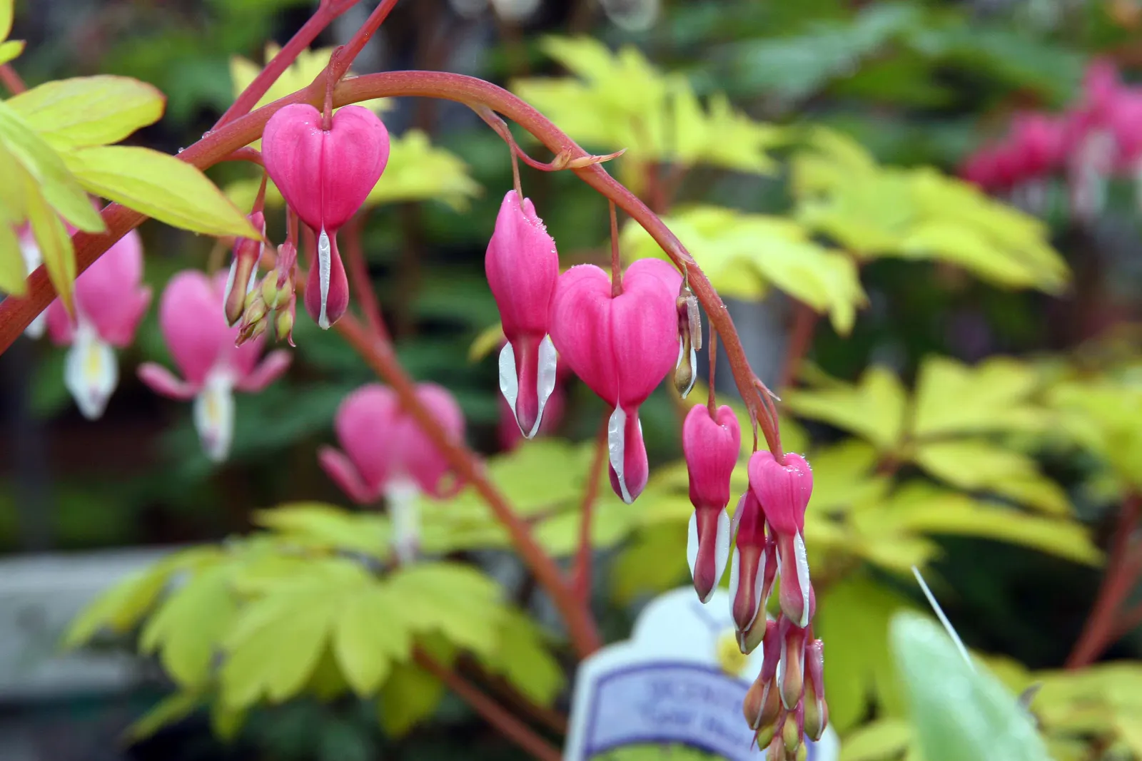 Golden Bleeding Hearts (Dicentra 'Gold Heart') — reaches 1.5 to 2.5 feet in height and spreads about 2 feet