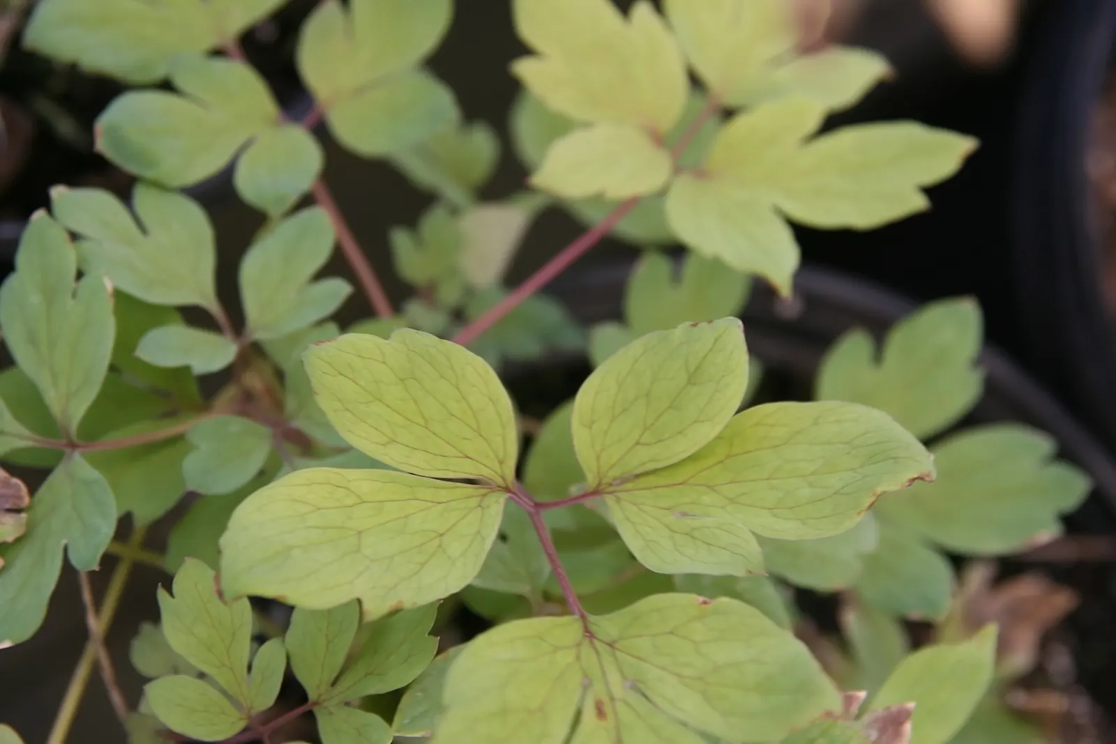 Golden Bleeding Hearts (Dicentra 'Gold Heart') — preferring well-drained soil