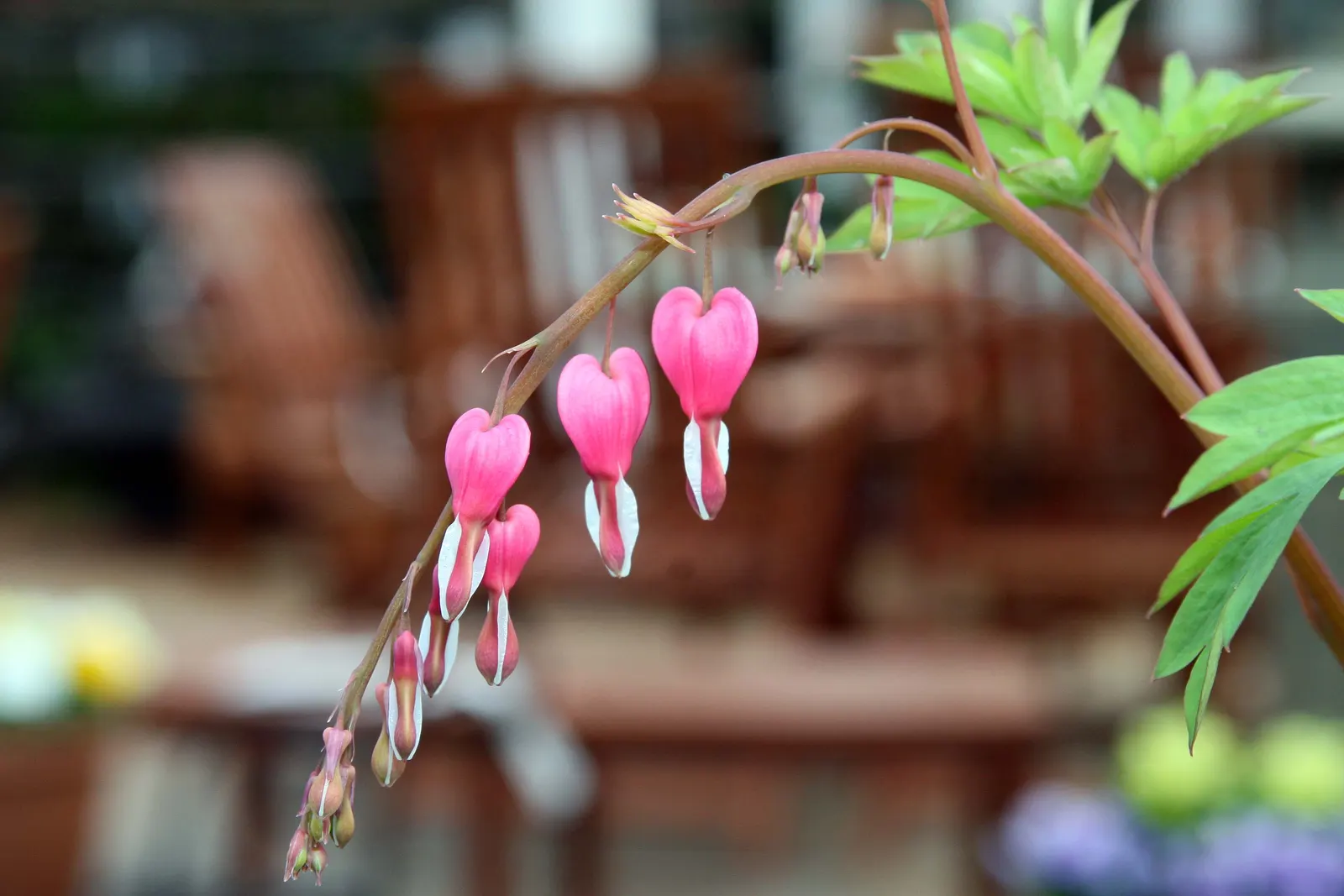 Golden Bleeding Hearts (Dicentra 'Gold Heart') — Dicentra 'Gold Heart' enchants with its vibrant golden foliage and heart-shaped pink flowers