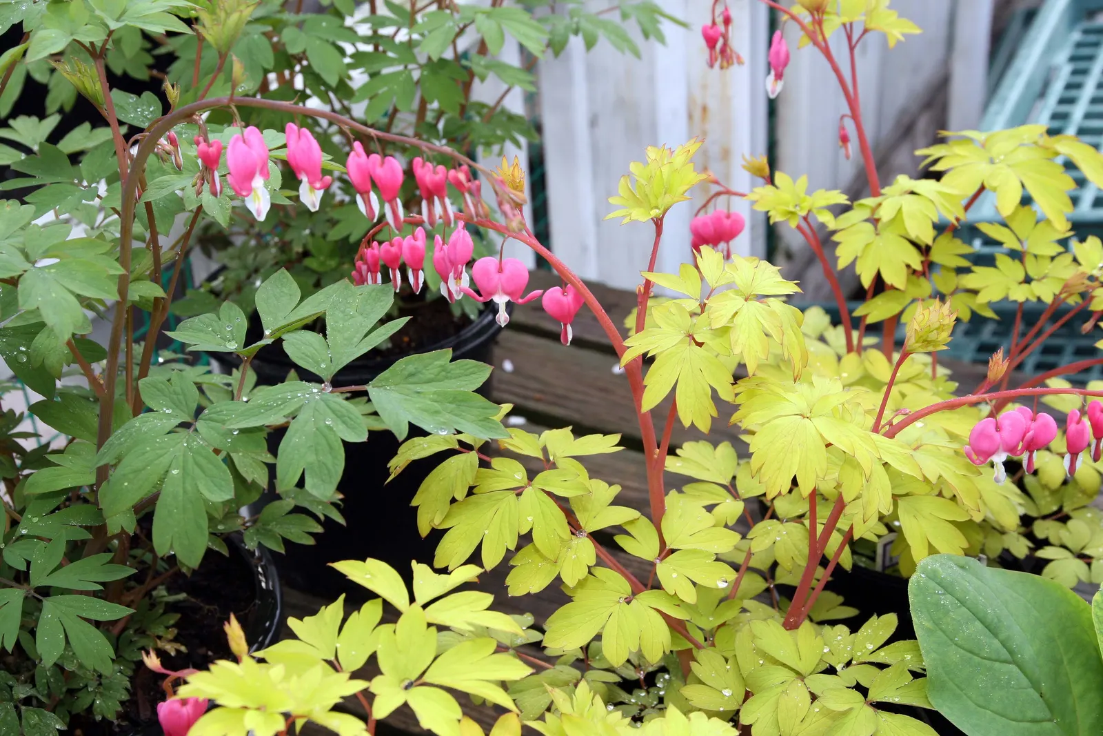 Golden Bleeding Hearts (Dicentra 'Gold Heart') — This perennial thrives in part shade
