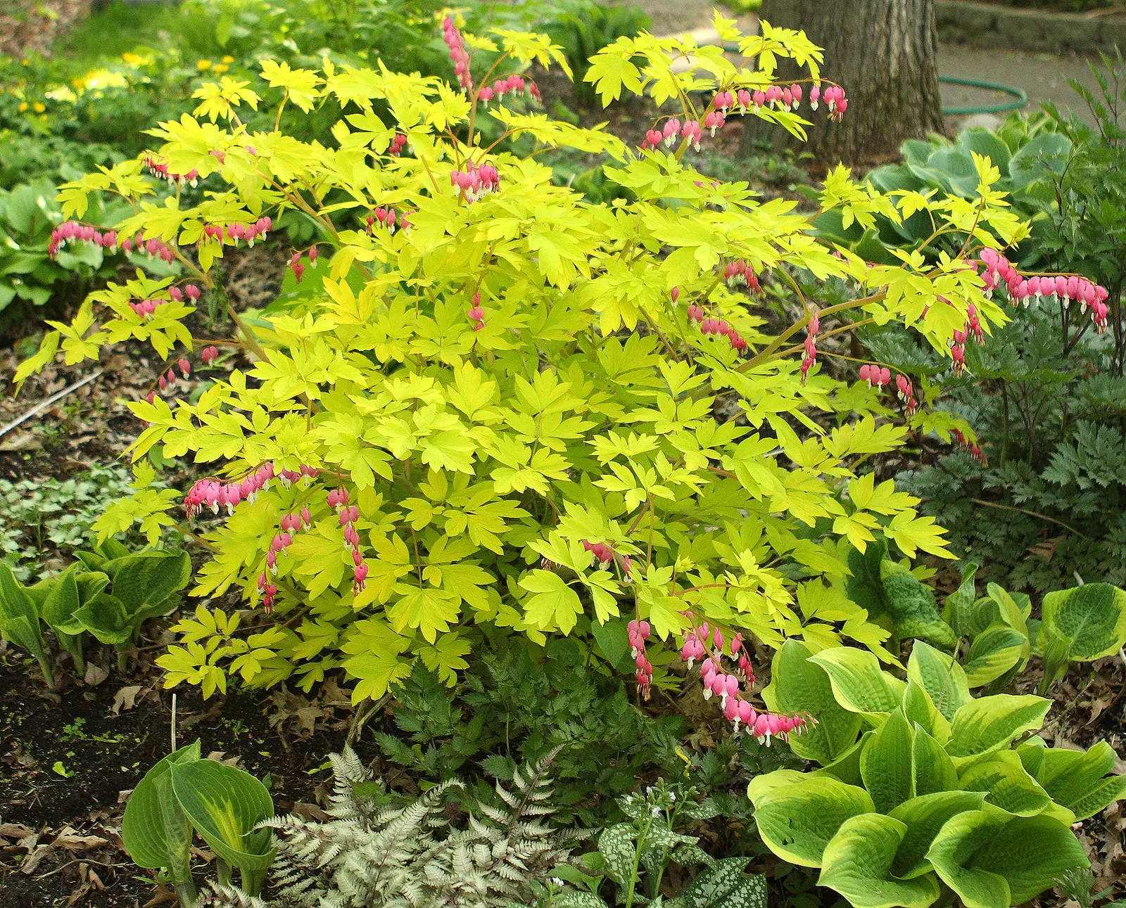 Golden Bleeding Hearts (Dicentra 'Gold Heart') — Blooms appear in late spring, attracting pollinators