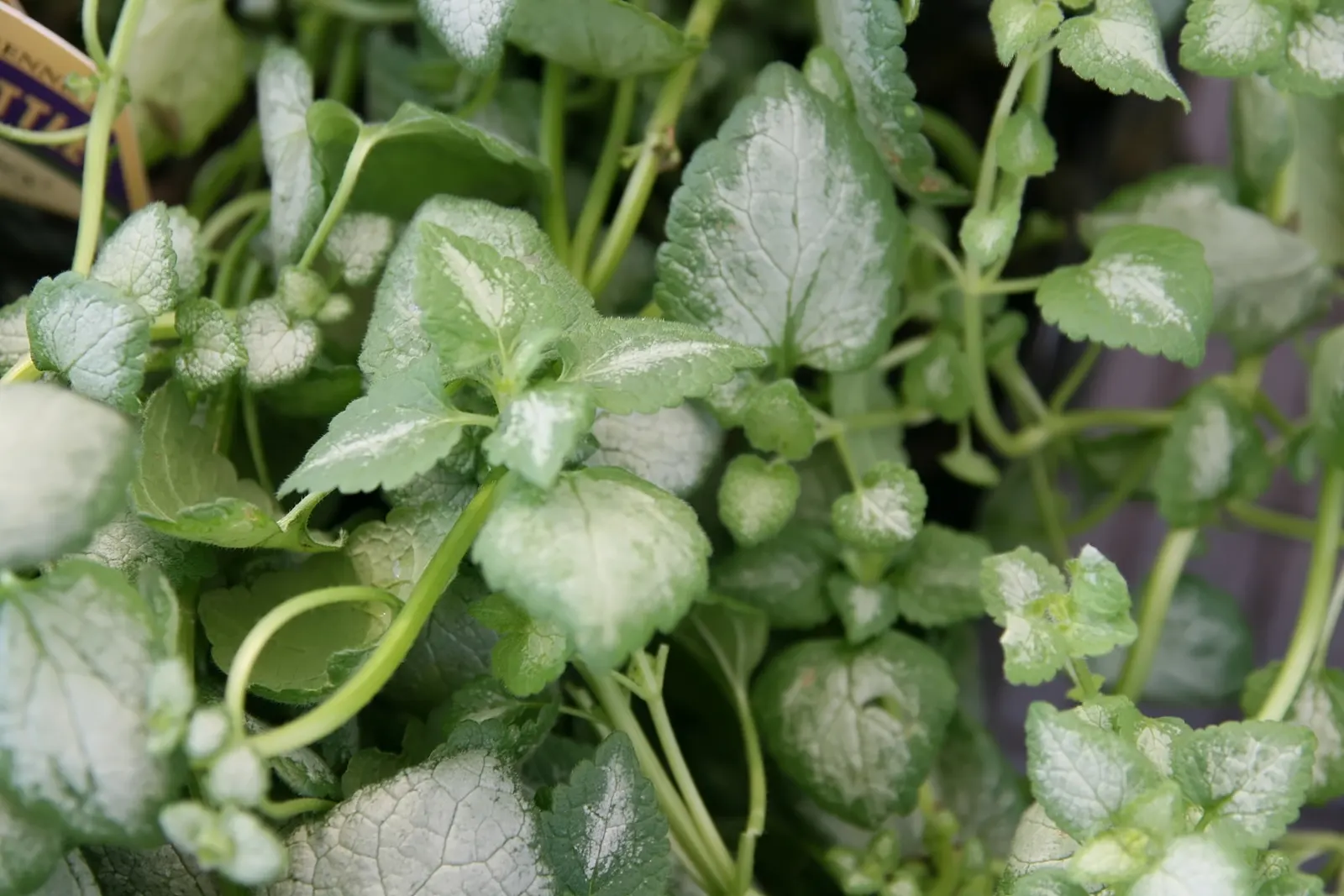 White Nancy Dead Nettle (Lamium Maculatum 'White Nancy') — It thrives in USDA zones 3-8