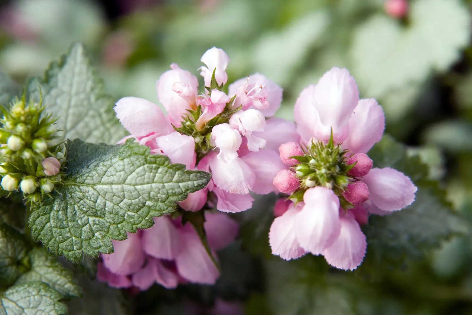 White Nancy Dead Nettle (Lamium Maculatum 'White Nancy') — Deer-resistant and low maintenance