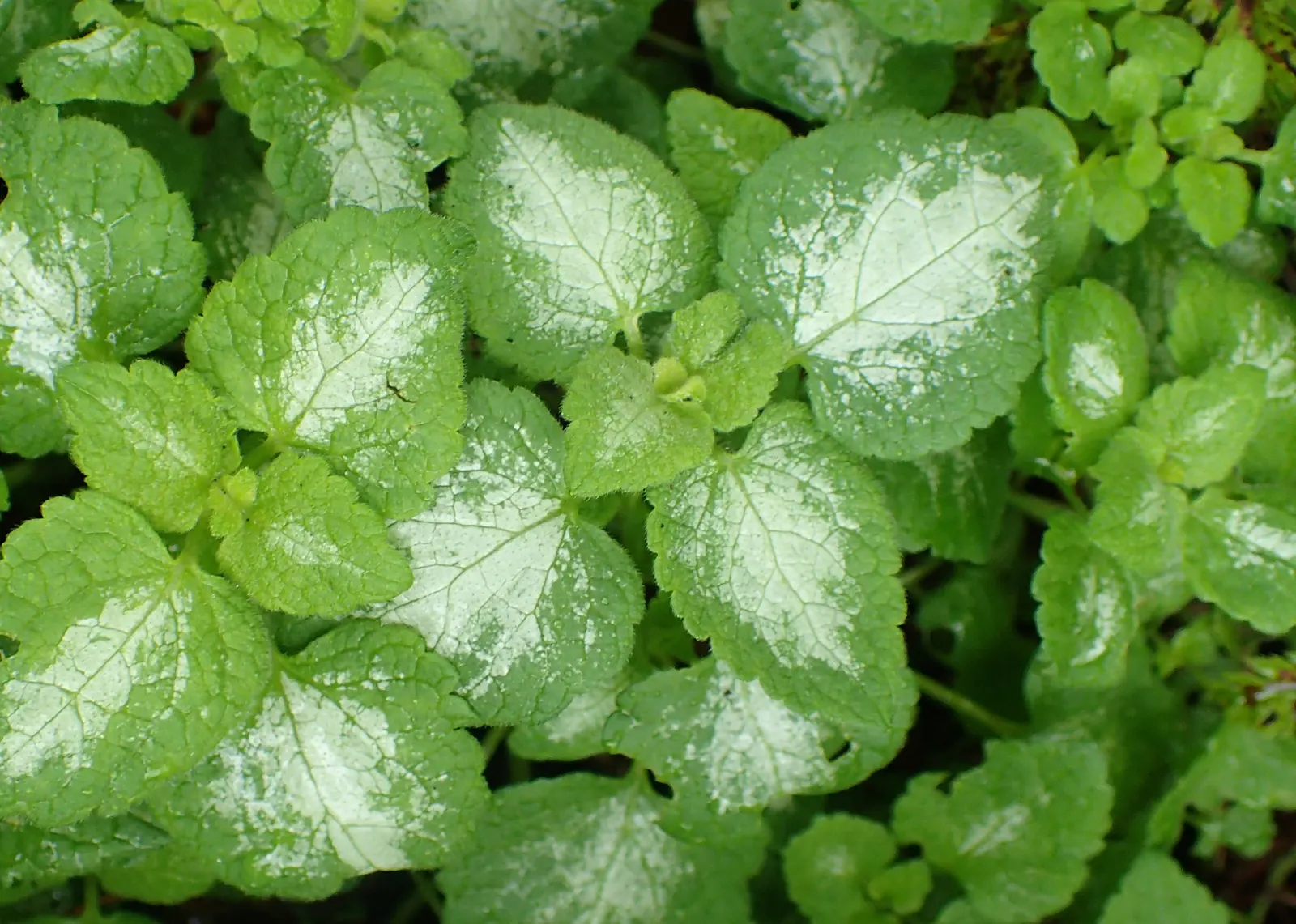 White Nancy Dead Nettle (Lamium Maculatum 'White Nancy') — With its variegated leaves