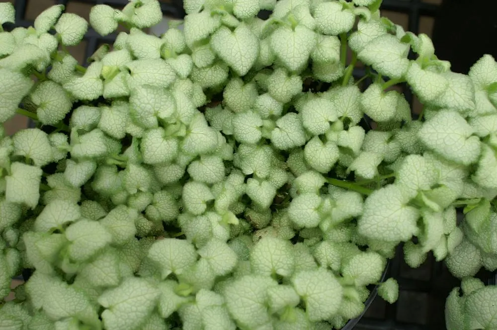 White Nancy Dead Nettle (Lamium Maculatum 'White Nancy') — ideal for filling gaps in borders or beneath canopy layers