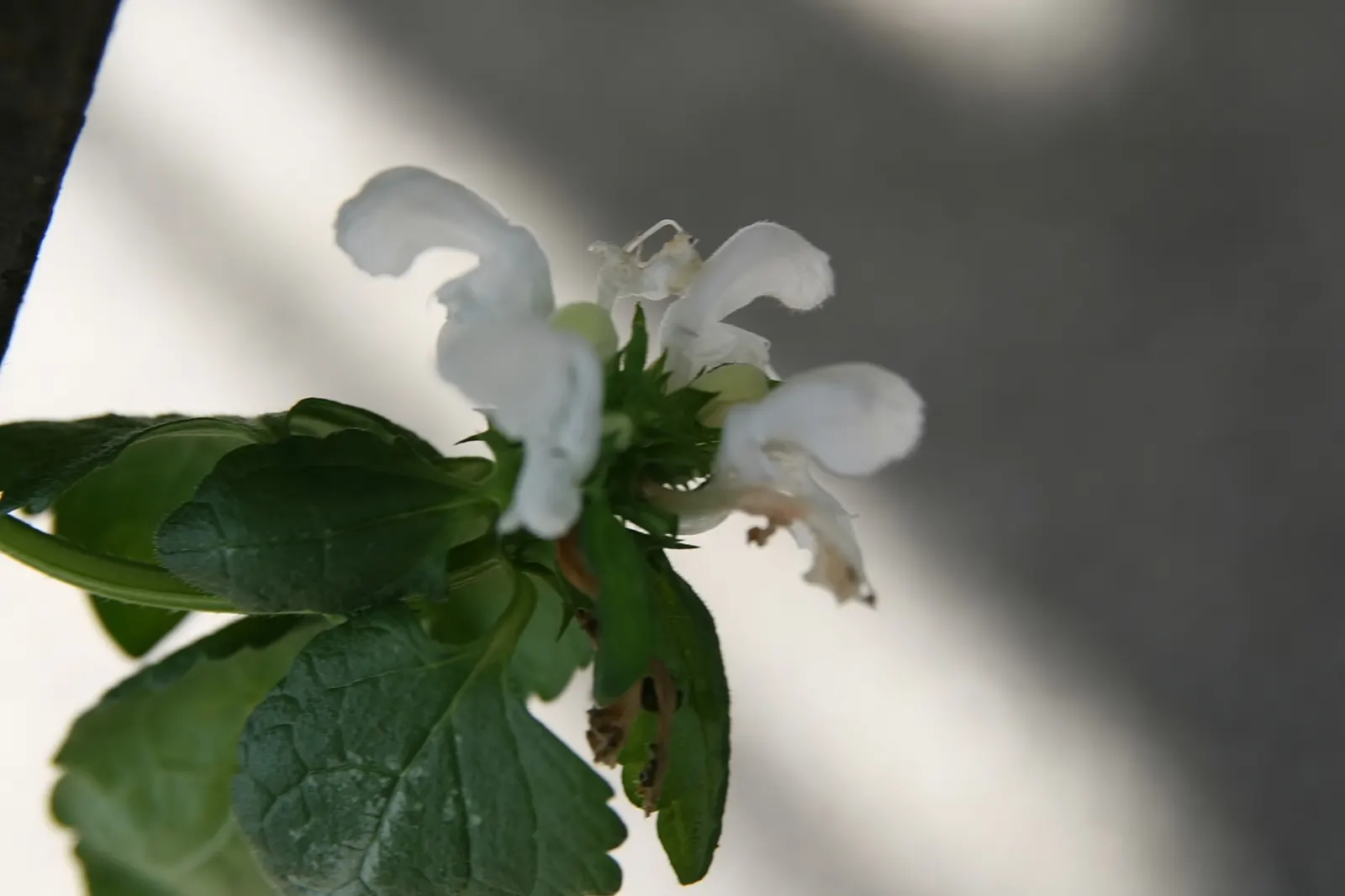 White Nancy Dead Nettle (Lamium Maculatum 'White Nancy') — Prefers moist, well-drained soils but tolerates dry conditions once established