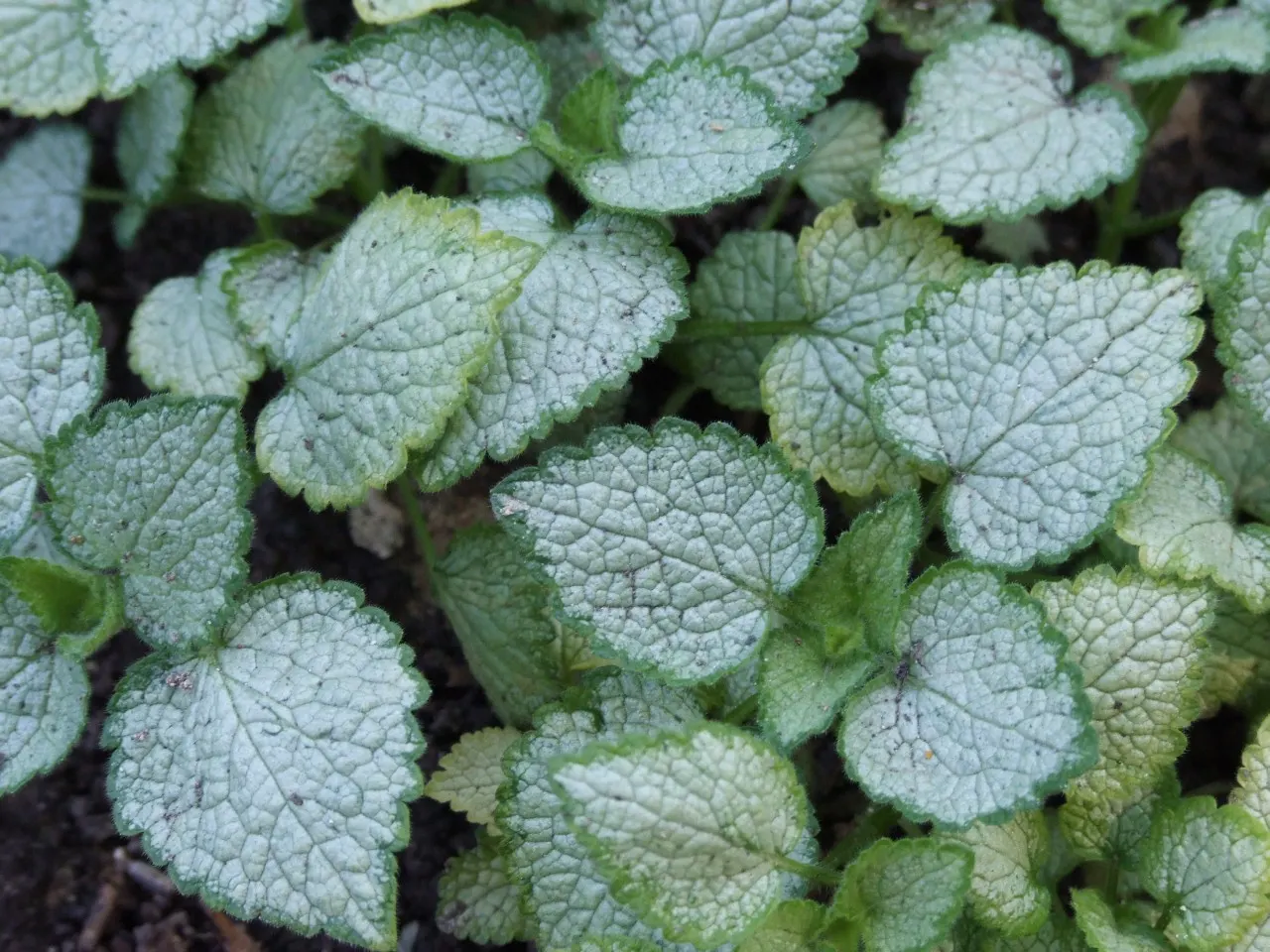 White Nancy Dead Nettle (Lamium Maculatum 'White Nancy') — is a preferred ground cover plant appreciated for its ornamental foliage and low-maintenance