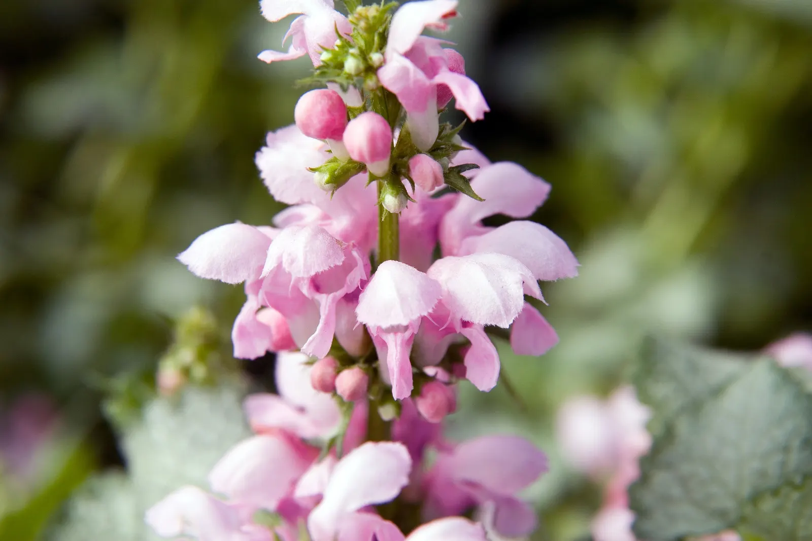 White Nancy Dead Nettle (Lamium Maculatum 'White Nancy') — Lamium maculatum 'White Nancy' is a shade-loving perennial ground cover