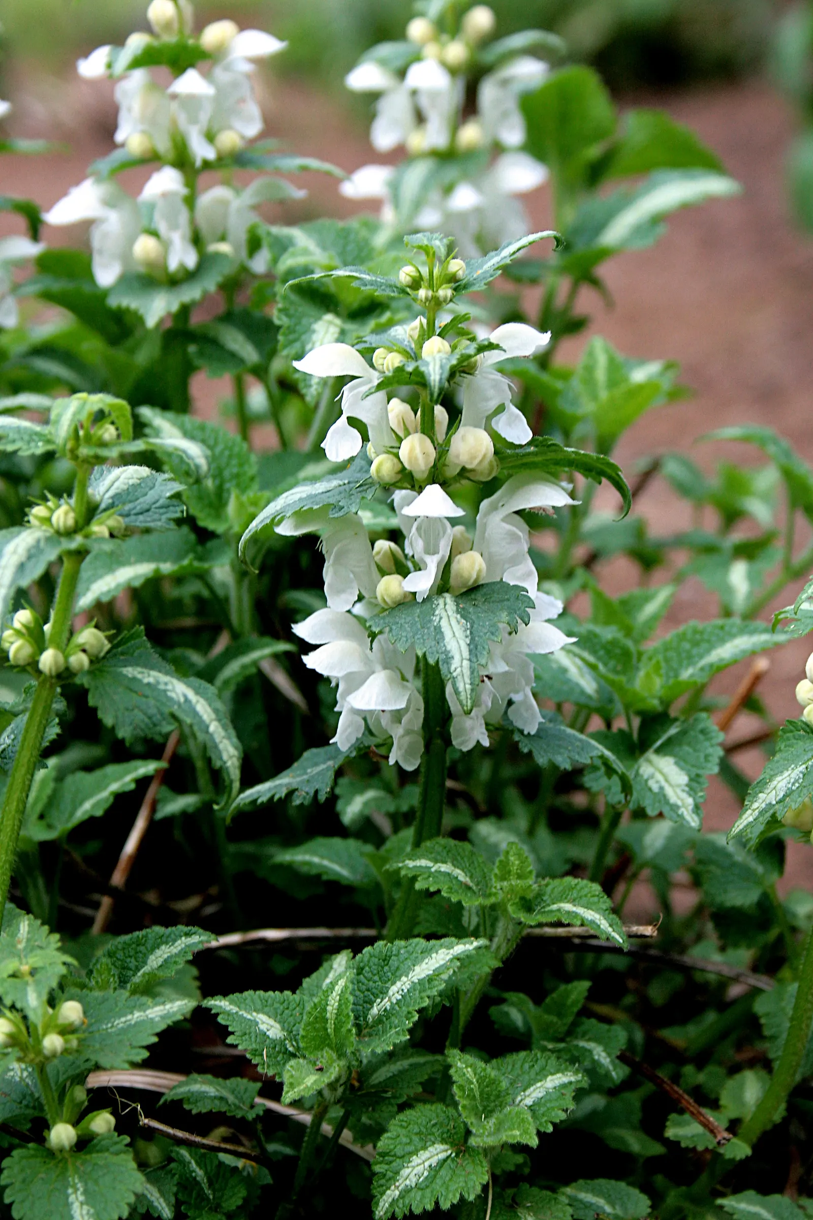 White Nancy Dead Nettle (Lamium Maculatum 'White Nancy') — the foliage displays a silvery-white center bordered by a rich green margin
