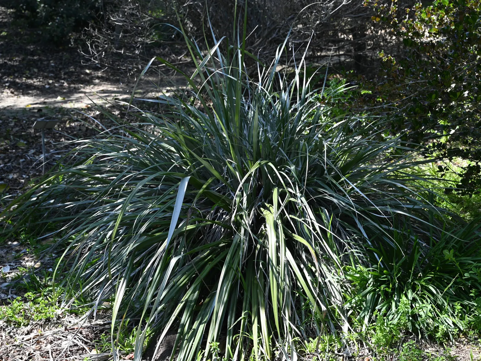 Silver Leaf Astelia (Astelia Chathamica) — This clump-forming perennial thrives in full sun to partial shade and prefers well-drained soil