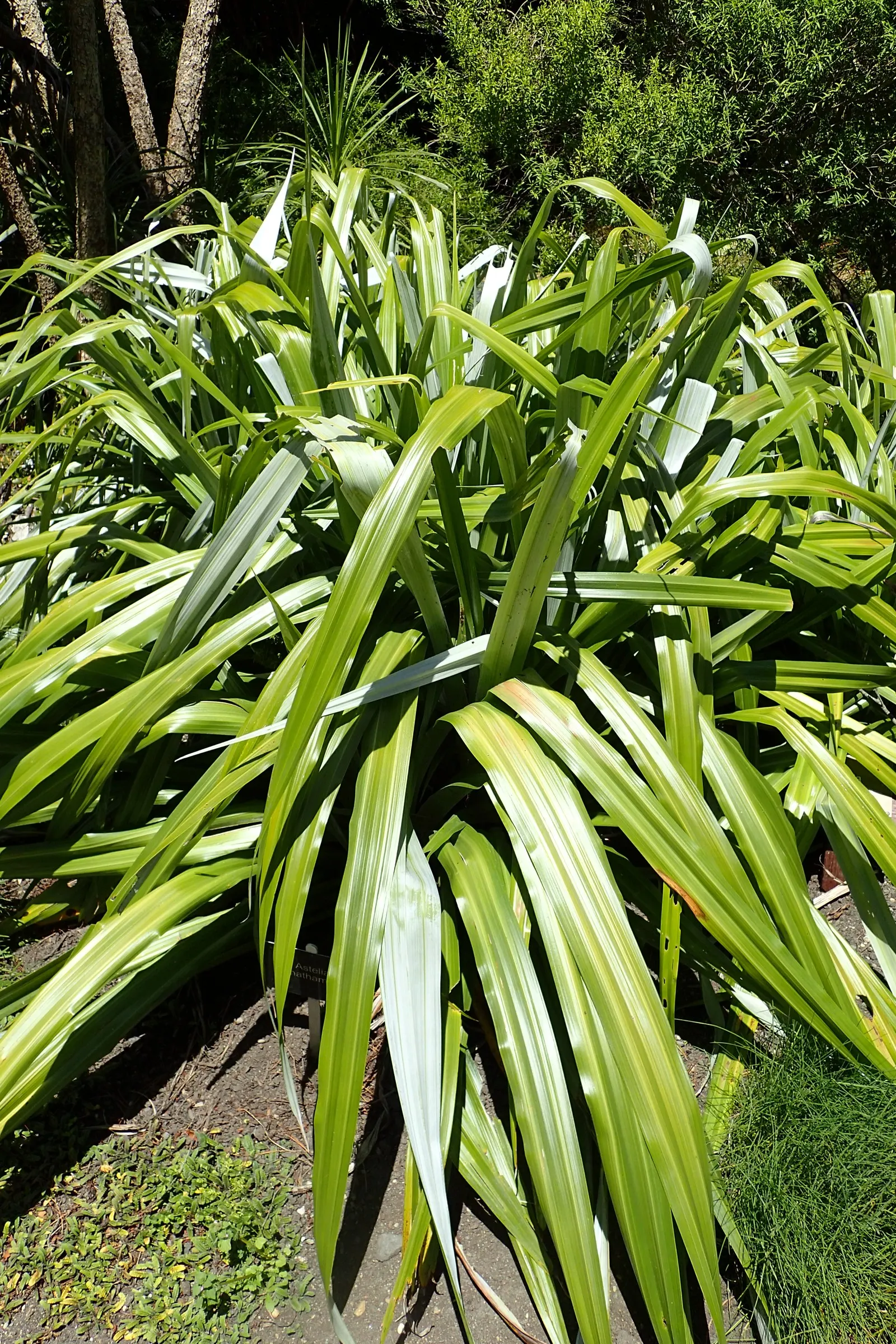 Silver Leaf Astelia (Astelia Chathamica) — Ideal for adding texture and a metallic sheen to landscapes
