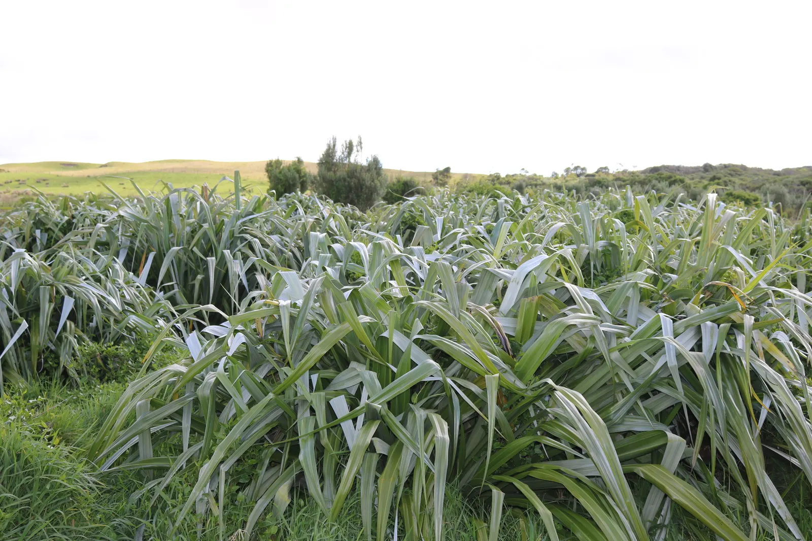Silver Leaf Astelia (Astelia Chathamica) — drought-resistant once established