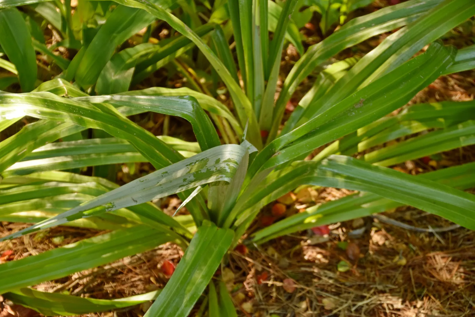 Silver Leaf Astelia (Astelia Chathamica) — is a standout perennial plant native to the Chatham Islands off New Zealand