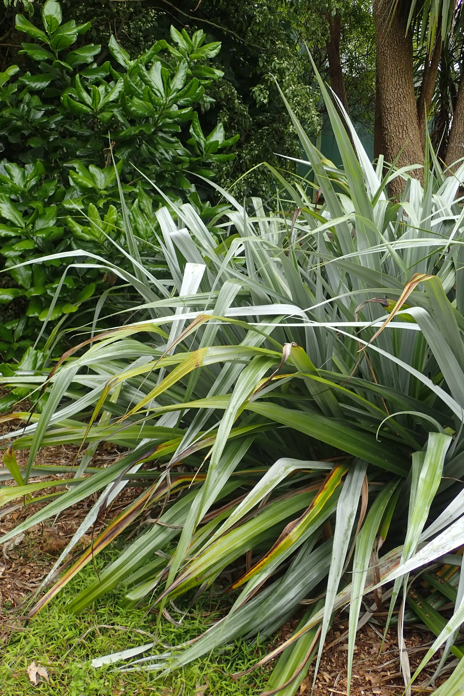 Silver Leaf Astelia (Astelia Chathamica) — reaching a height/width of 4-5 feet