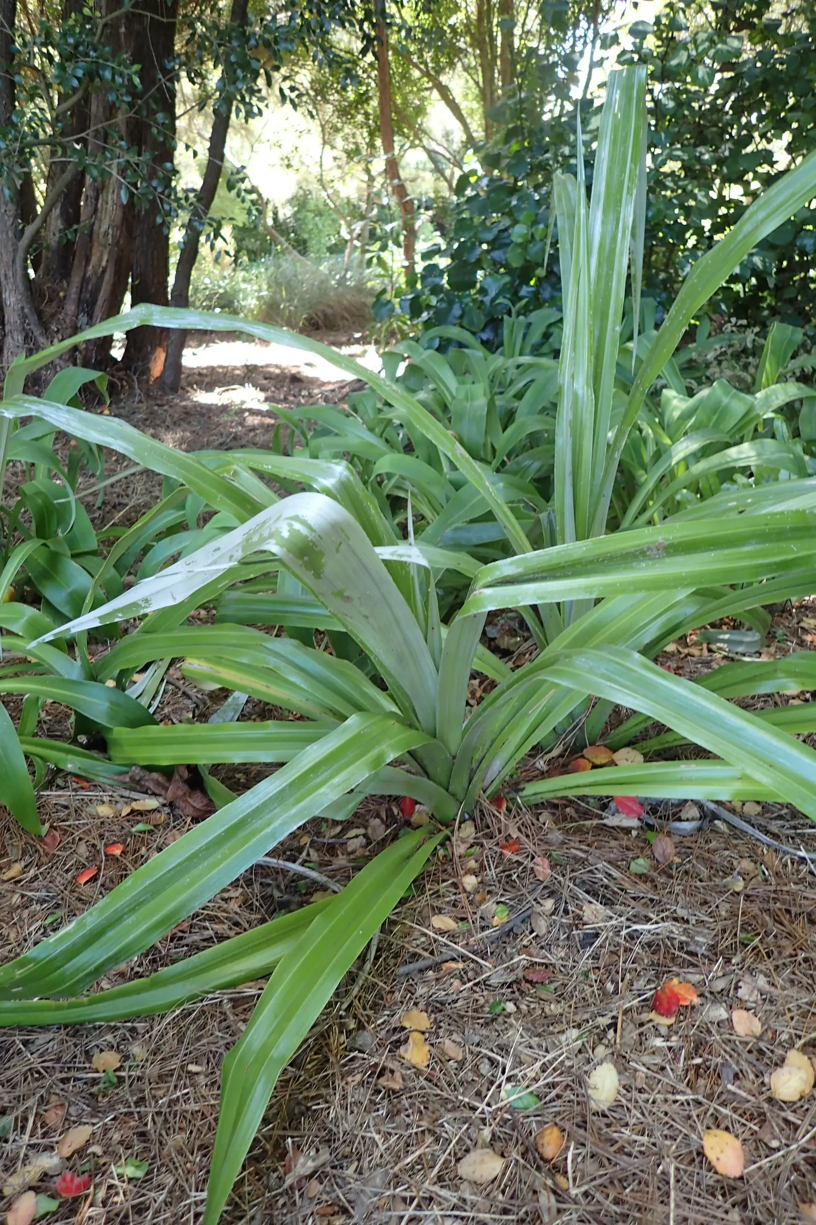 Silver Leaf Astelia (Astelia Chathamica) — making it an excellent choice for seaside landscapes