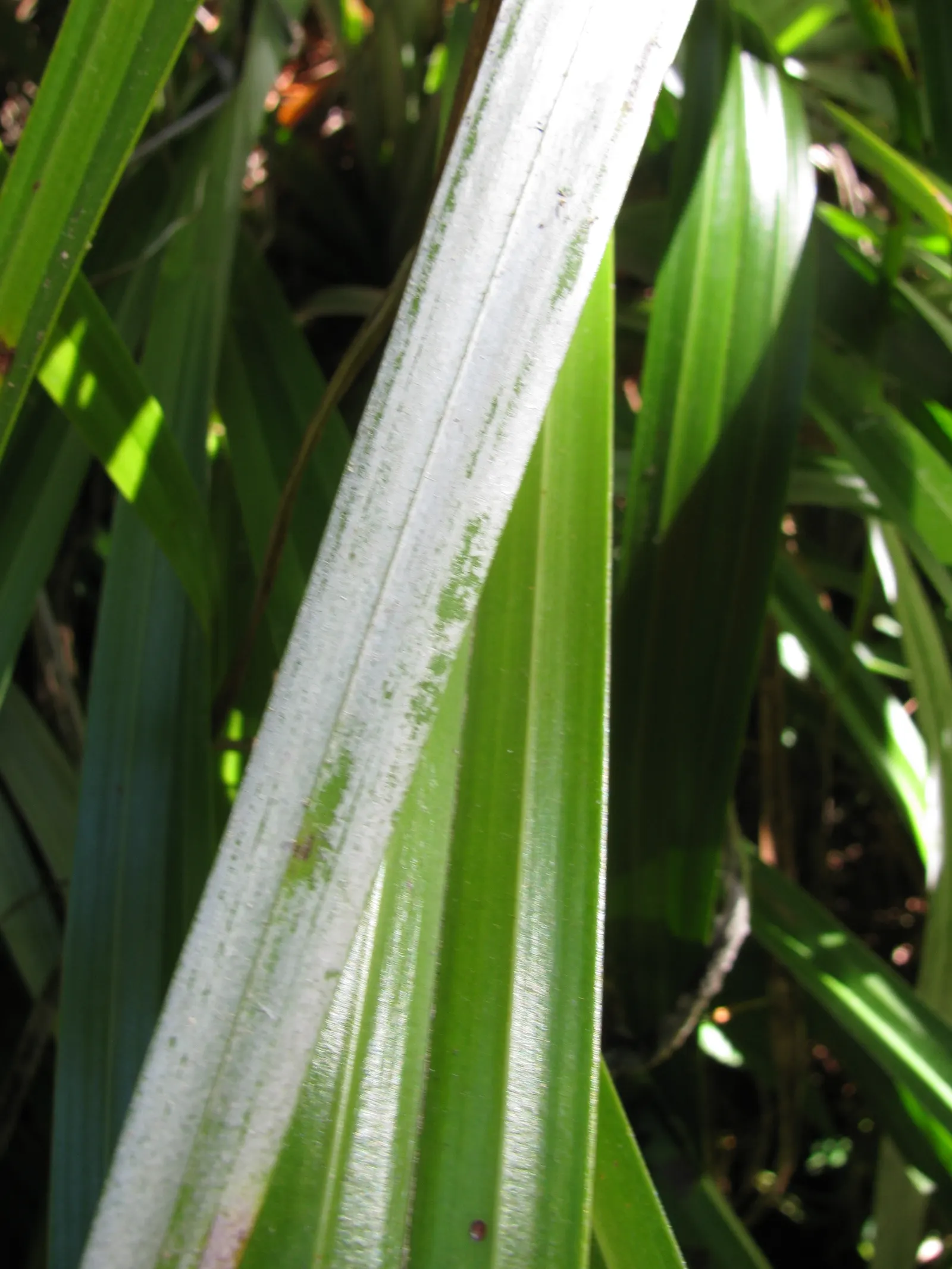 Silver Leaf Astelia (Astelia Chathamica) — and suits modern or coastal garden designs