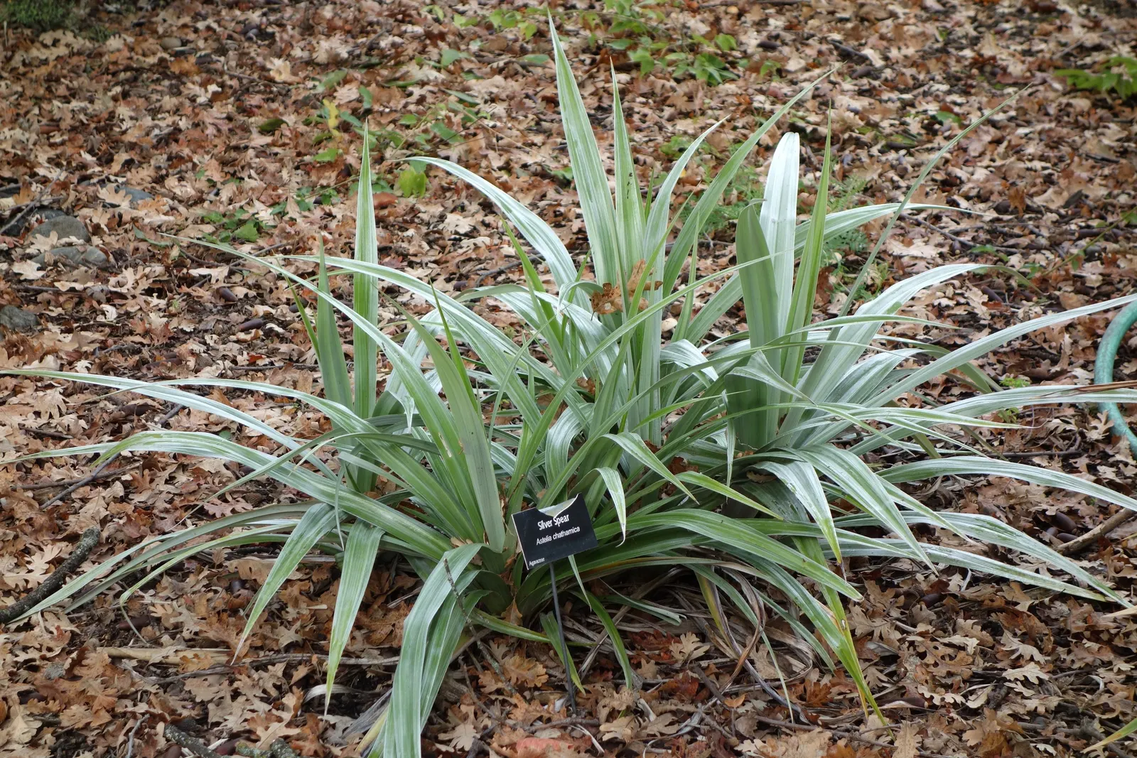 Silver Leaf Astelia (Astelia Chathamica) — With a striking rosette form
