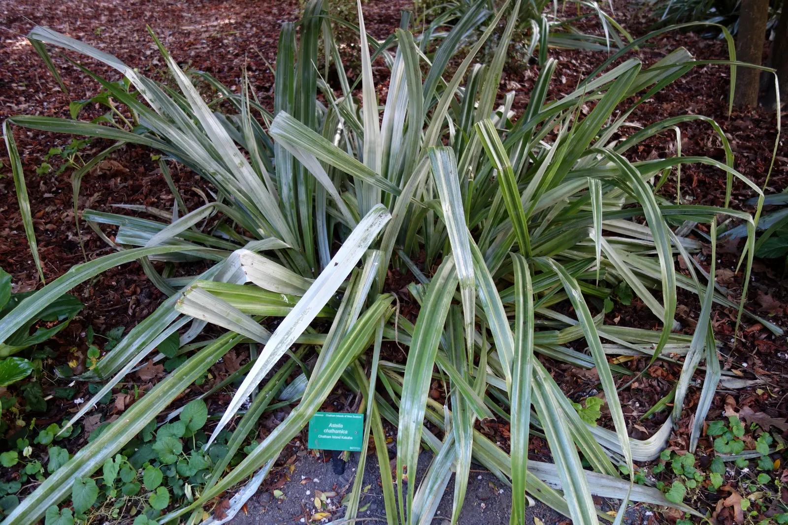 Silver Leaf Astelia (Astelia Chathamica) — silvery foliage that arches gracefully