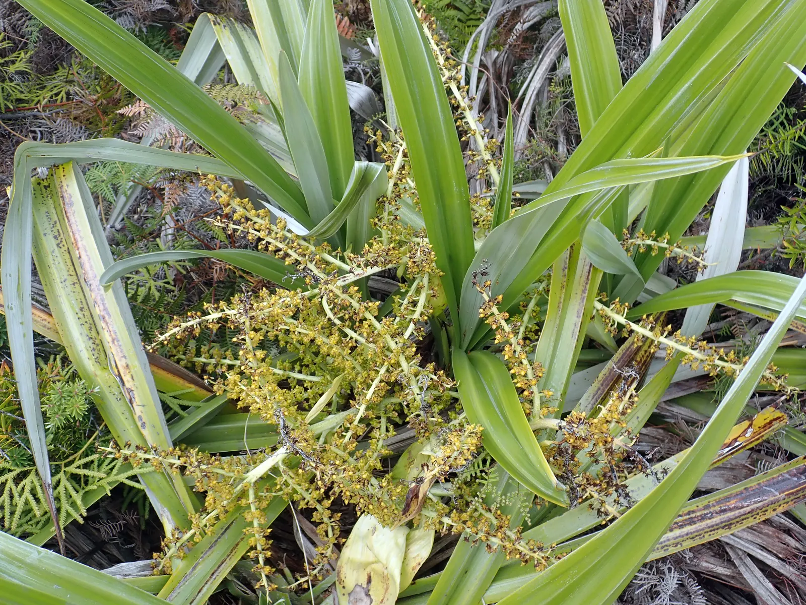 Silver Leaf Astelia (Astelia Chathamica) — thriving in USDA zones 7 to 9
