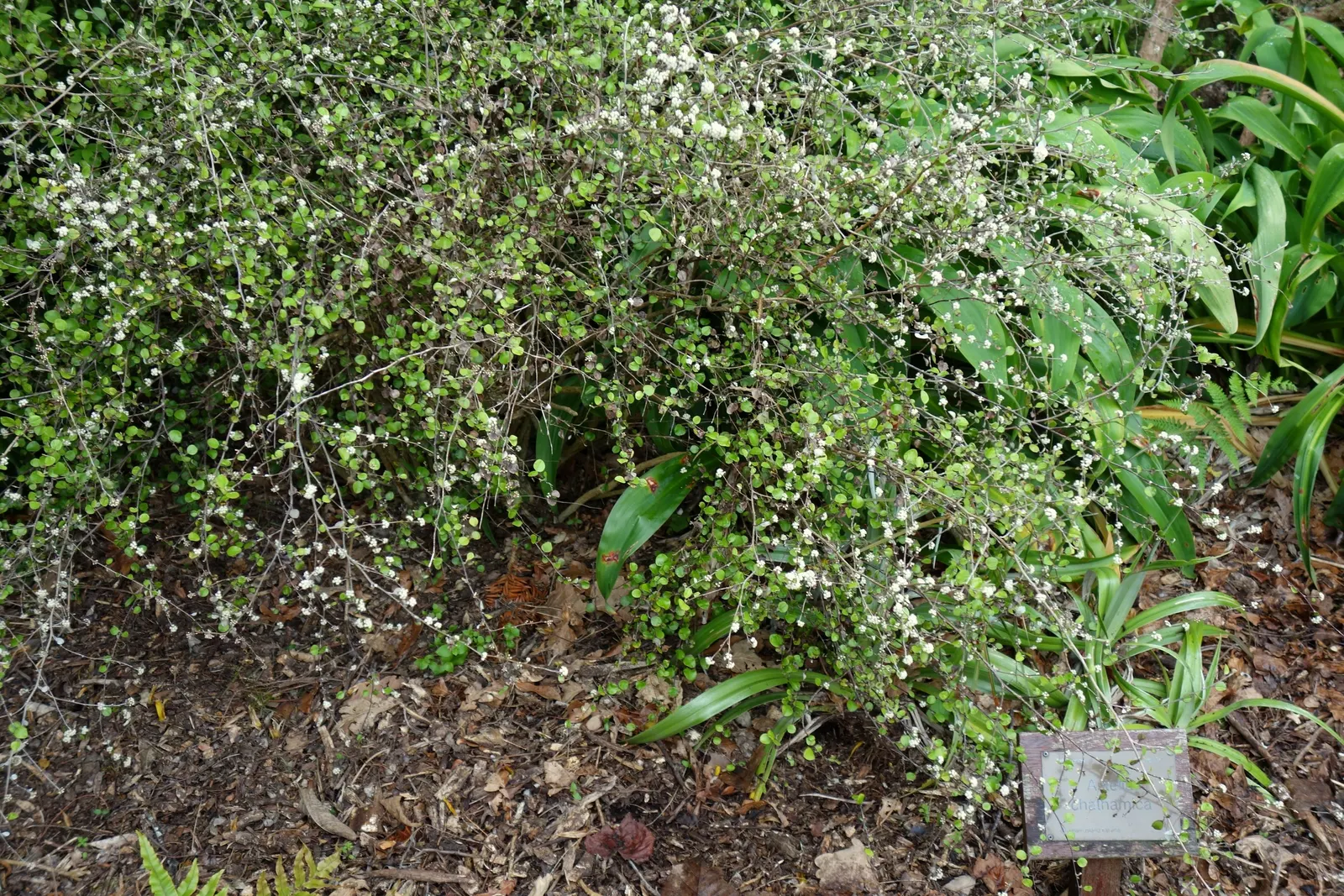 Silver Leaf Astelia (Astelia Chathamica) — It is suited for well-draining soil and is tolerant of coastal conditions