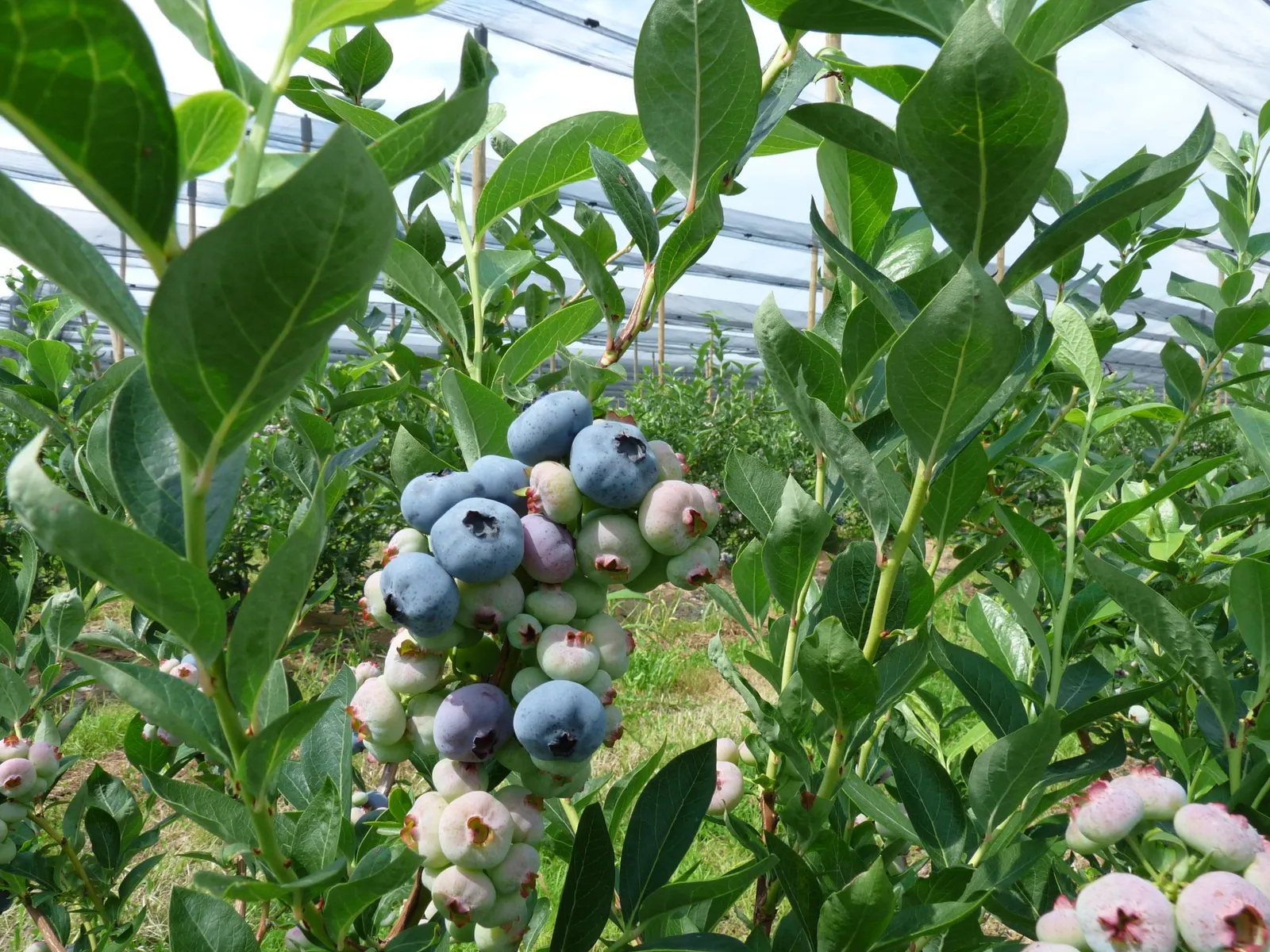 Chandler Highbush Blueberry (Vaccinium Corymbosum 'Chandler') — The Chandler Highbush Blueberry (Vaccinium corymbosum 'Chandler') showcases plentiful