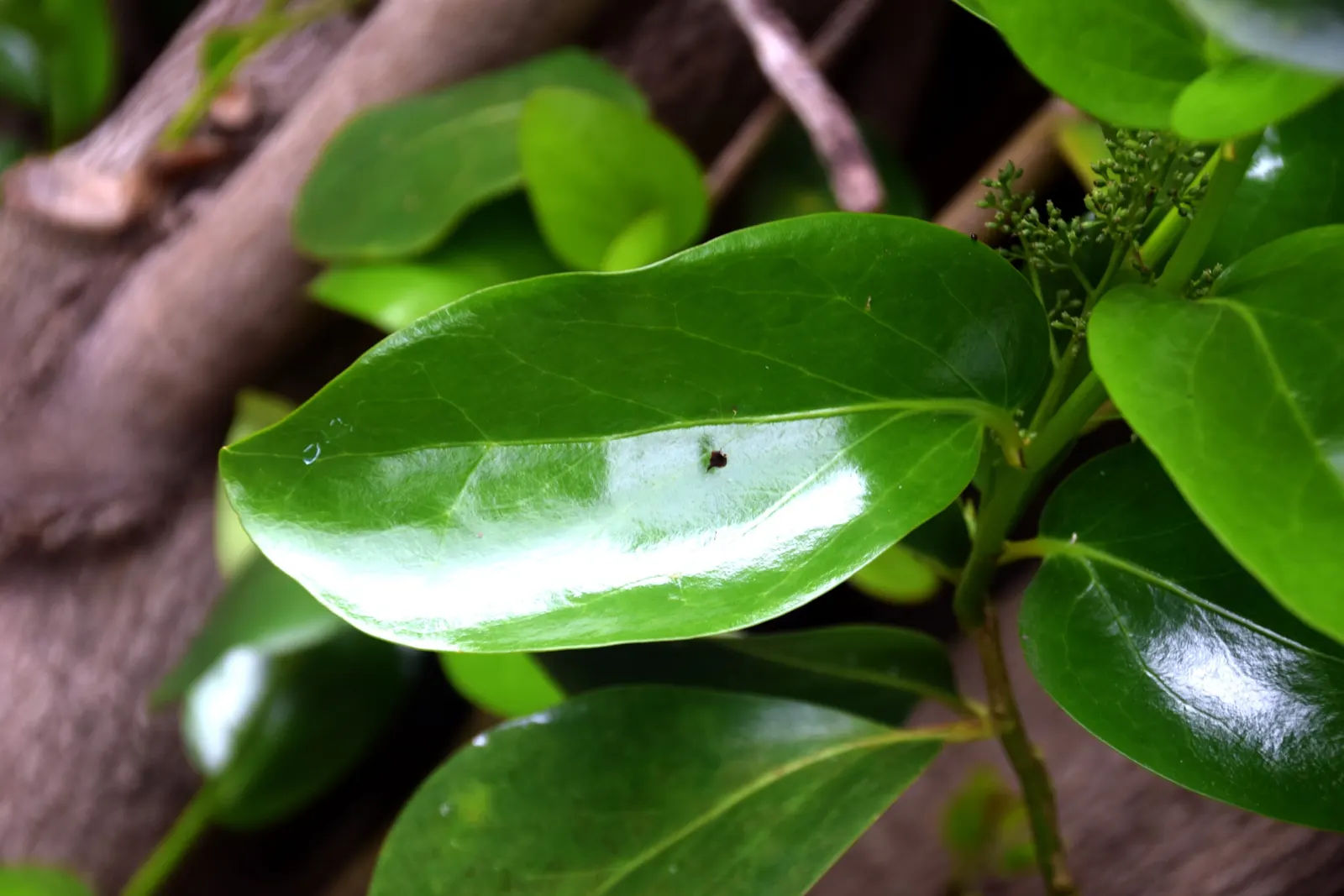 Puka (Griselinia Lucida) — It typically reaches a height of 15-20 feet