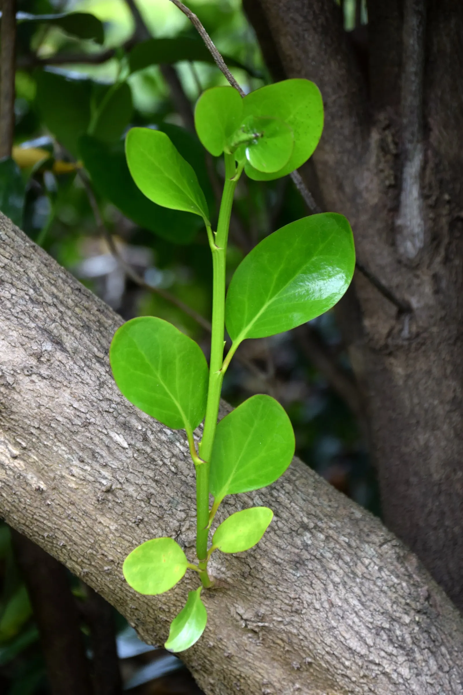 Puka (Griselinia Lucida) — Whether used as a stand-alone specimen