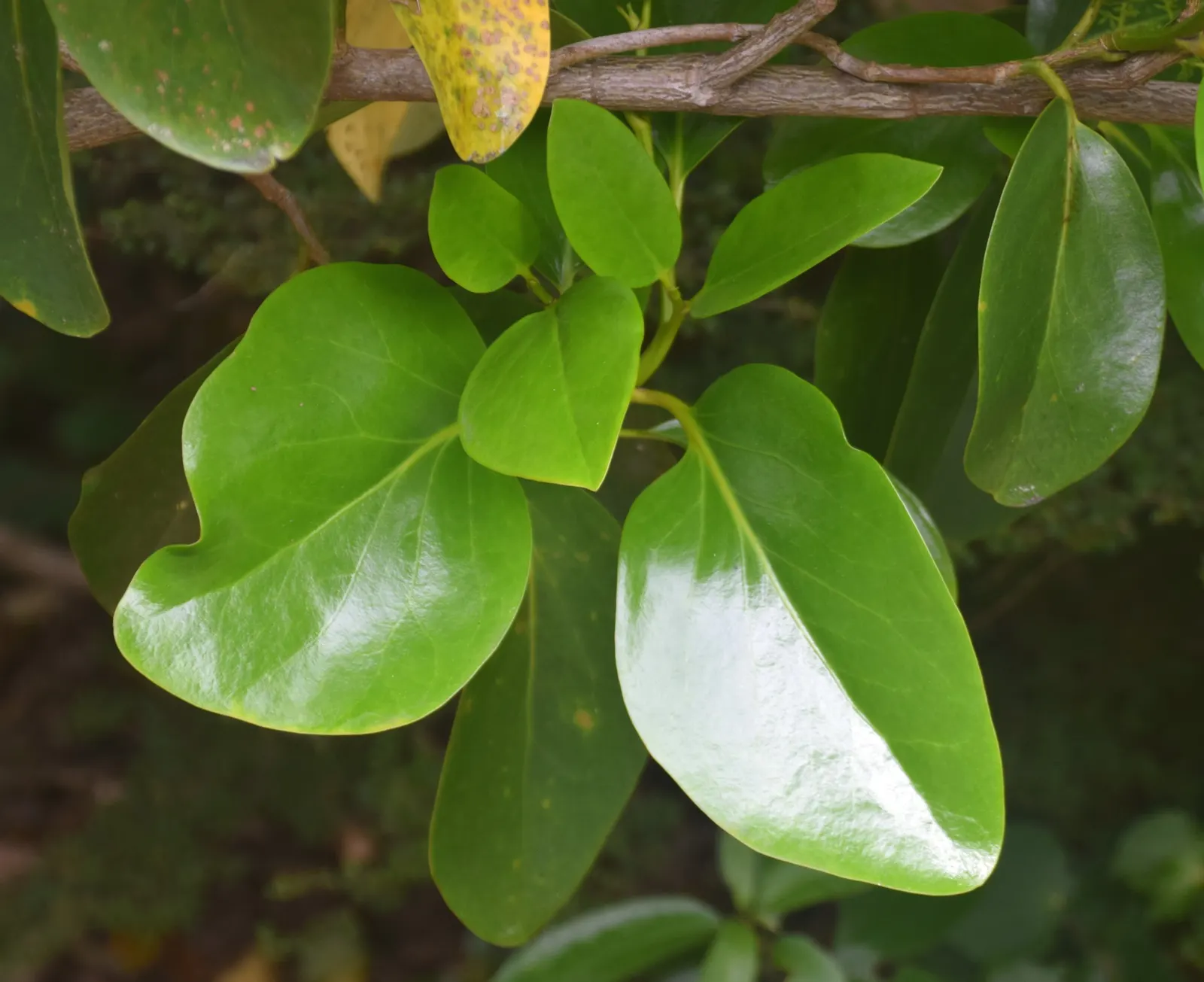 Puka (Griselinia Lucida) — Puka prefers well-drained soils and can thrive in partial to full sunlight