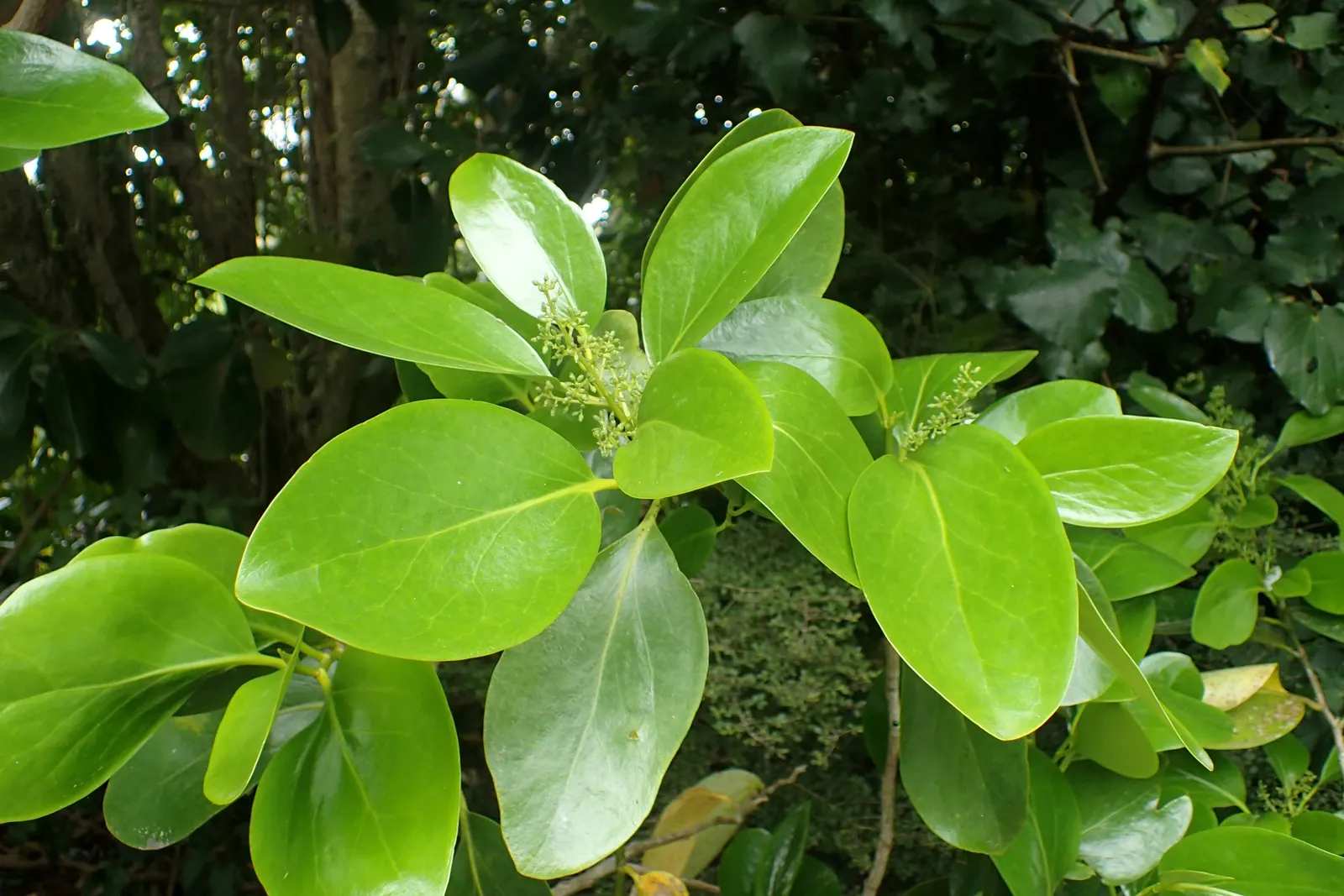 Puka (Griselinia Lucida) — Due to this robust growth