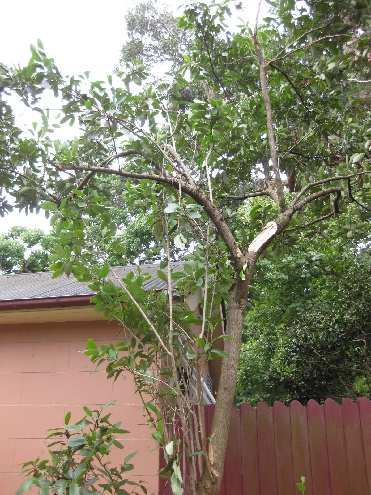 Puka (Griselinia Lucida) — which signals its preference for mild to warm climates