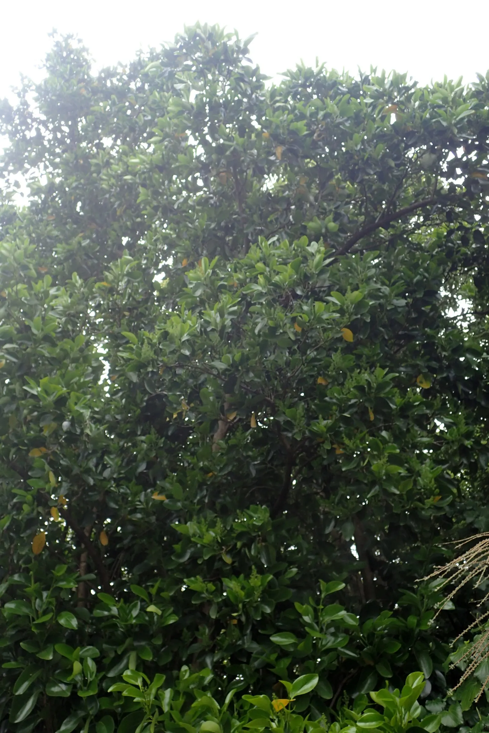 Puka (Griselinia Lucida) — the Puka can reach an impressive size if left untrimmed