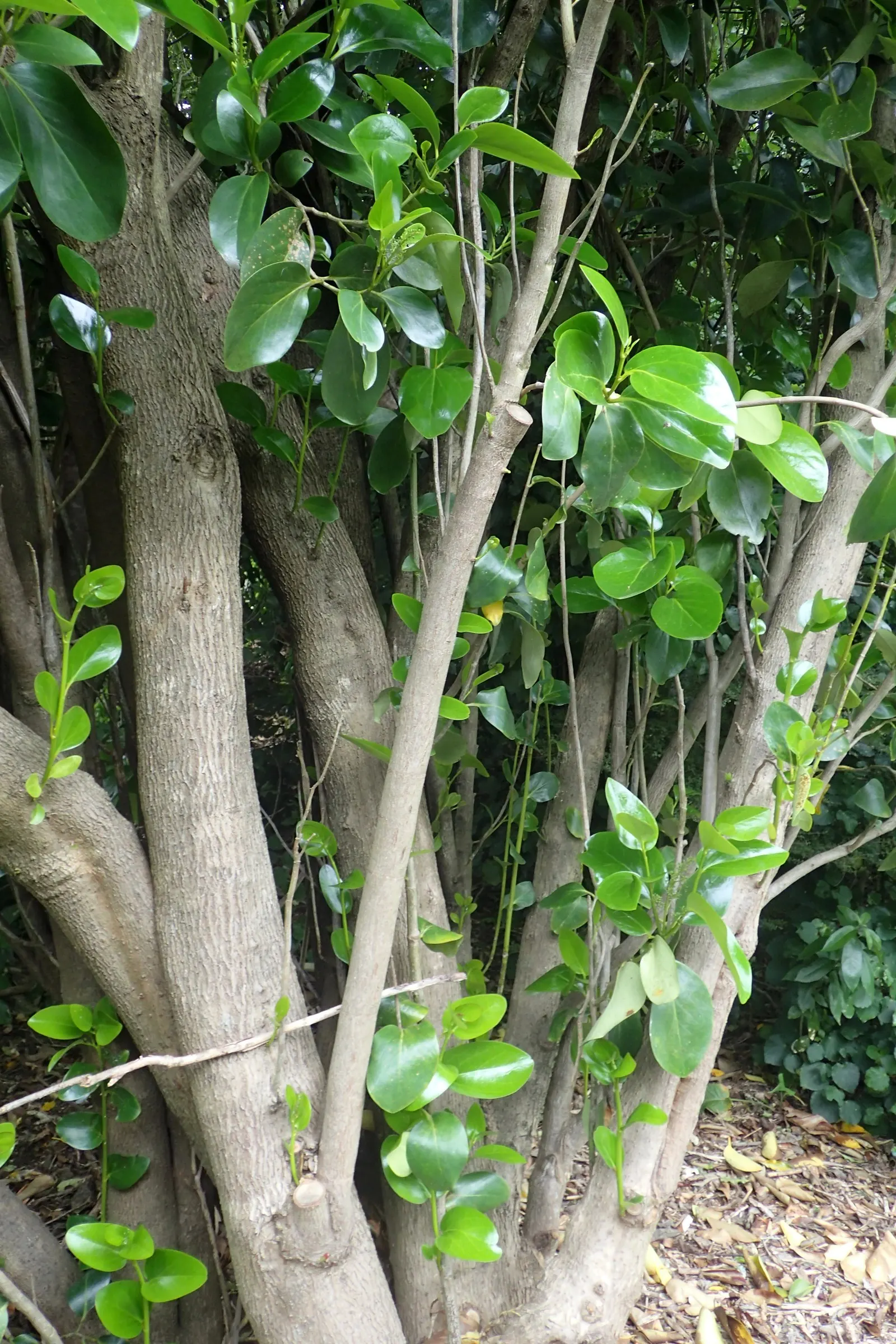 Puka (Griselinia Lucida) — along with its resistance to wind and coastal conditions