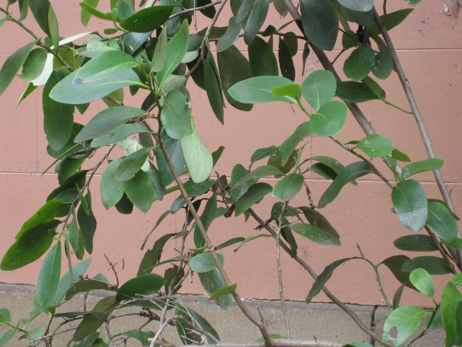 Puka (Griselinia Lucida) — is a versatile and attractive evergreen shrub well-regarded for its lush