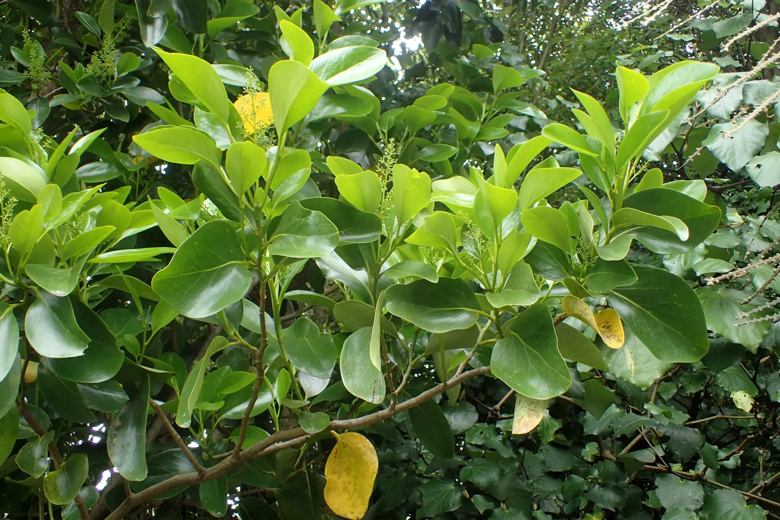 Puka (Griselinia Lucida) — leathery leaves which can measure up to 10 inches in length