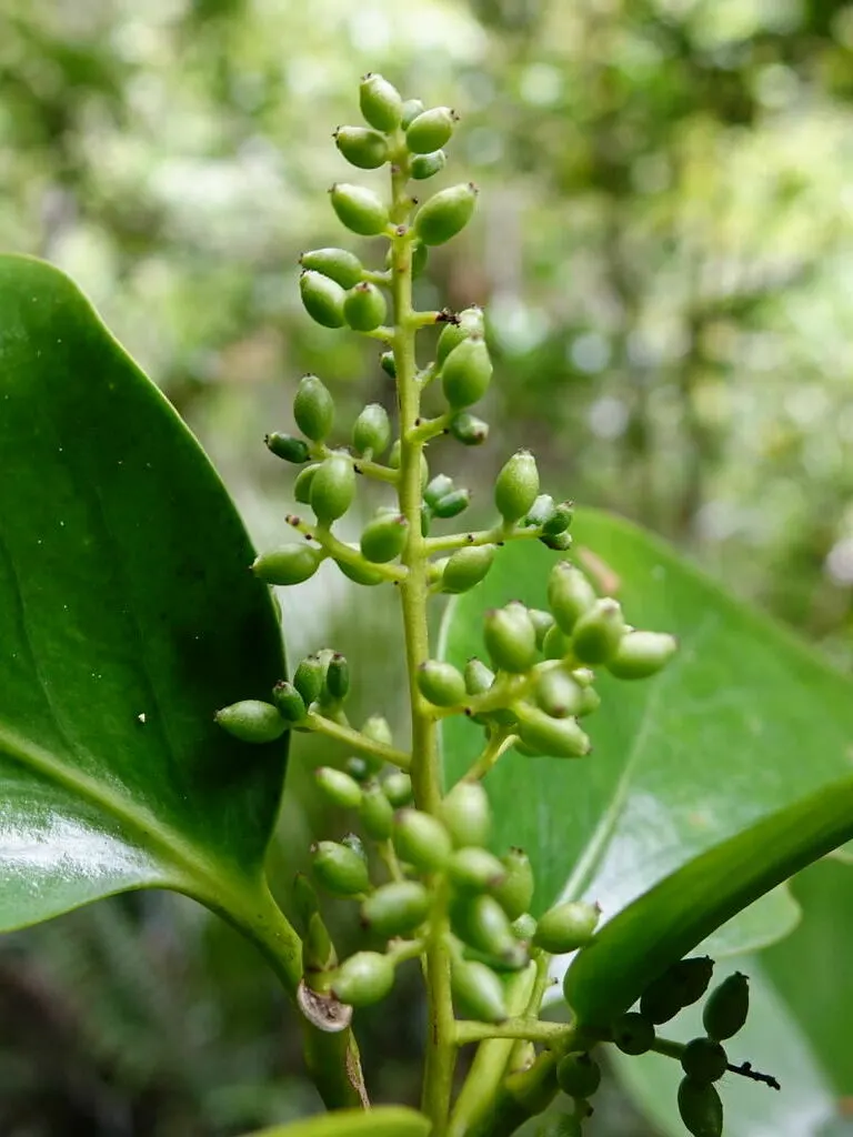 Puka (Griselinia Lucida) — adding structure and visual interest to gardens