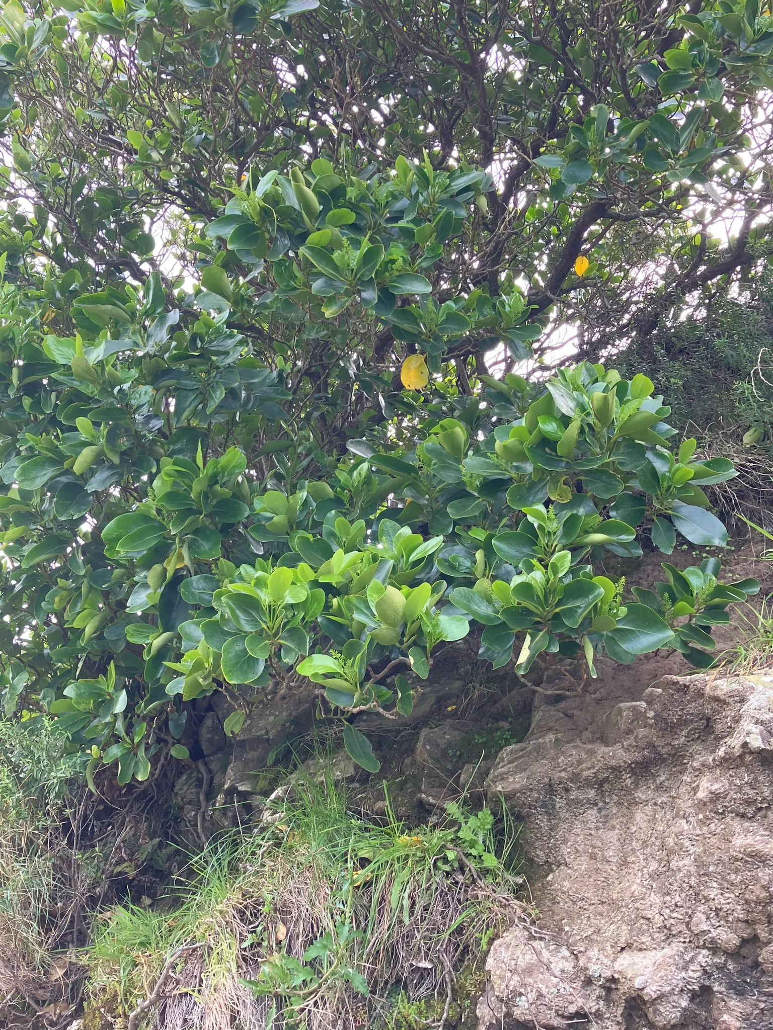 Puka (Griselinia Lucida) — makes it an ideal candidate for various landscape applications