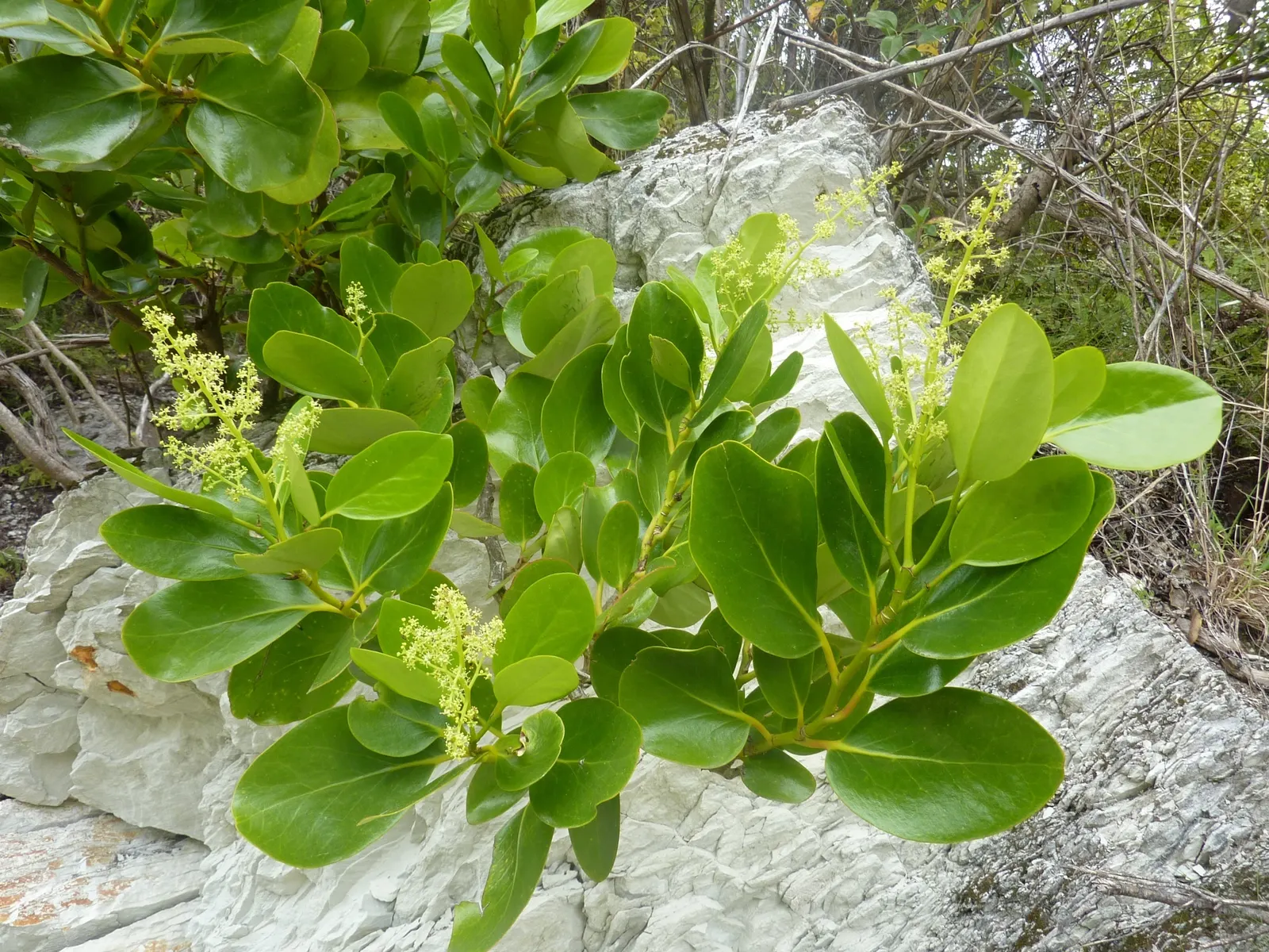 Puka (Griselinia Lucida) — landscaping interventions may be necessary to maintain a desired form