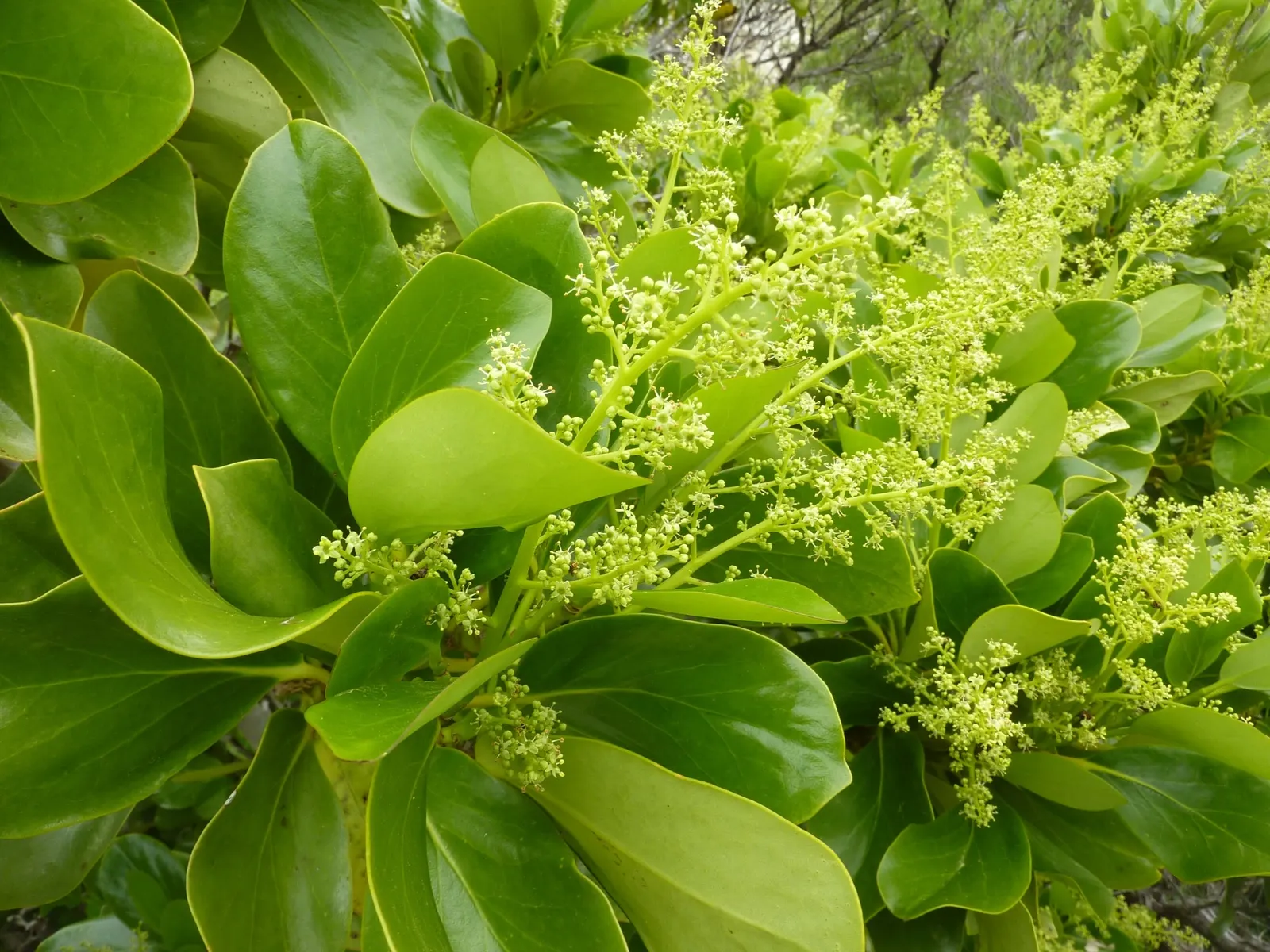 Puka (Griselinia Lucida) — scientifically named Griselinia lucida