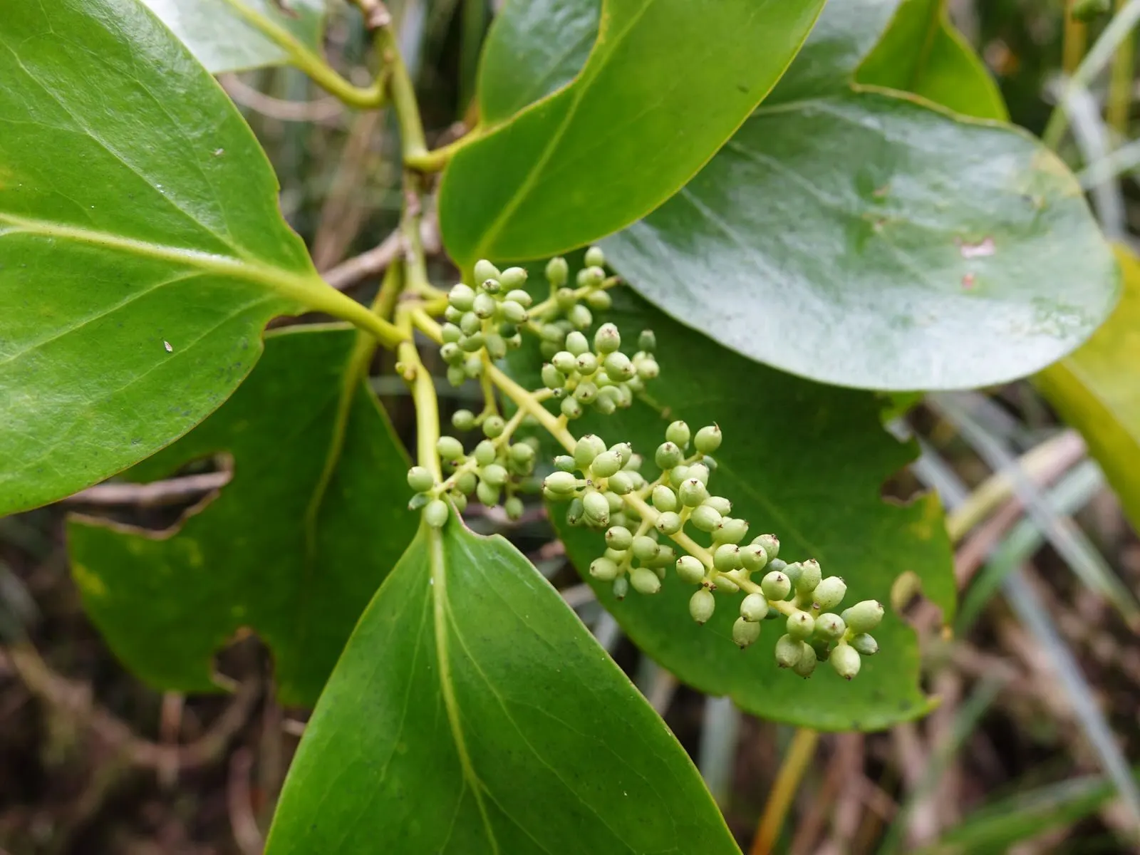 Puka (Griselinia Lucida) — extending upwards to heights of 10 to 13 feet