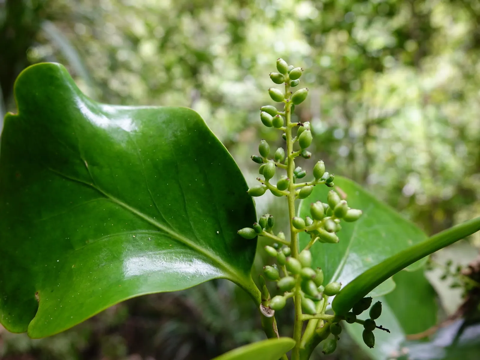 Puka (Griselinia Lucida) — ideal for creating vivid green backdrops in landscape designs