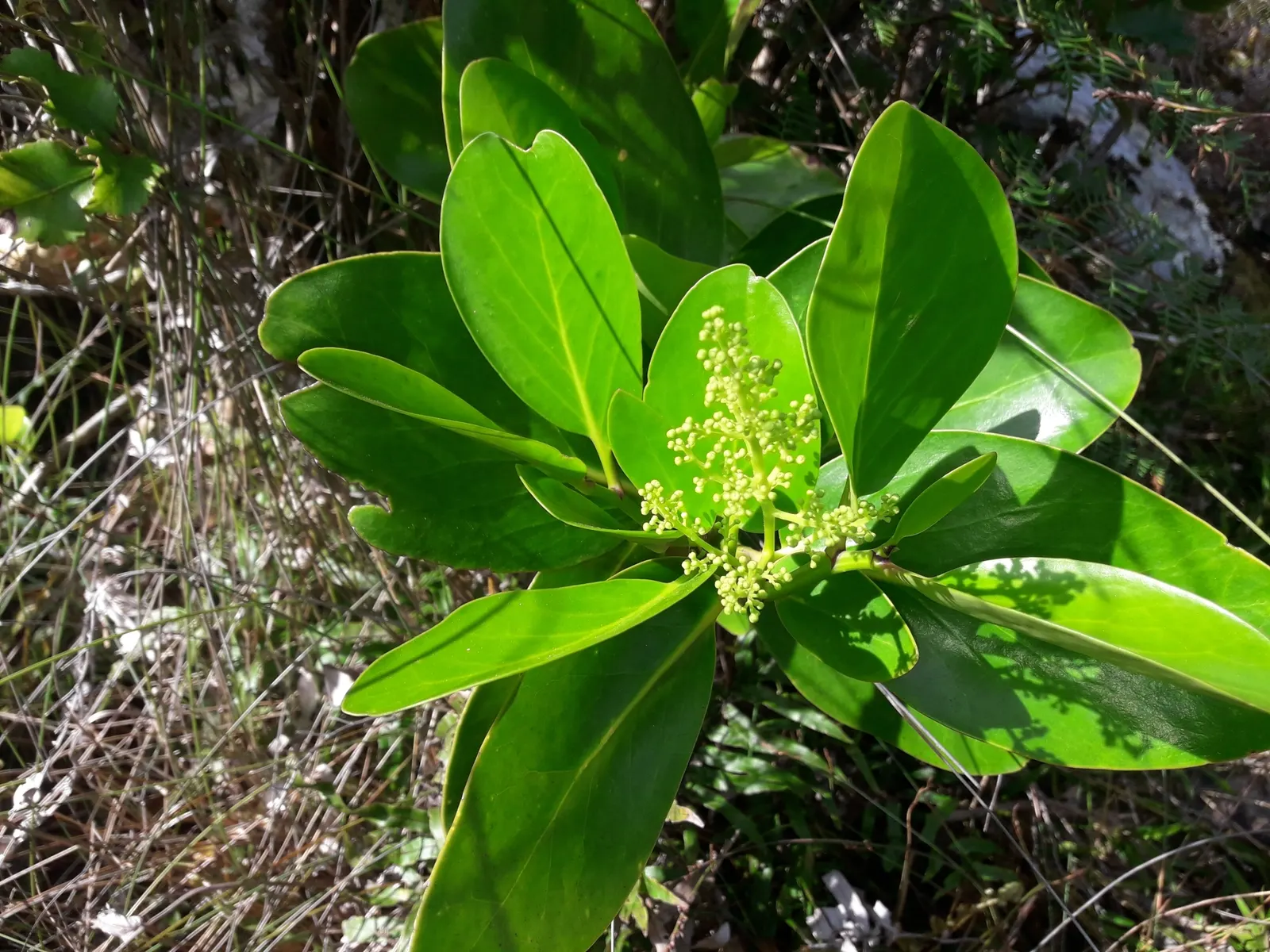 Puka (Griselinia Lucida) — commonly known as Puka or Akapuka