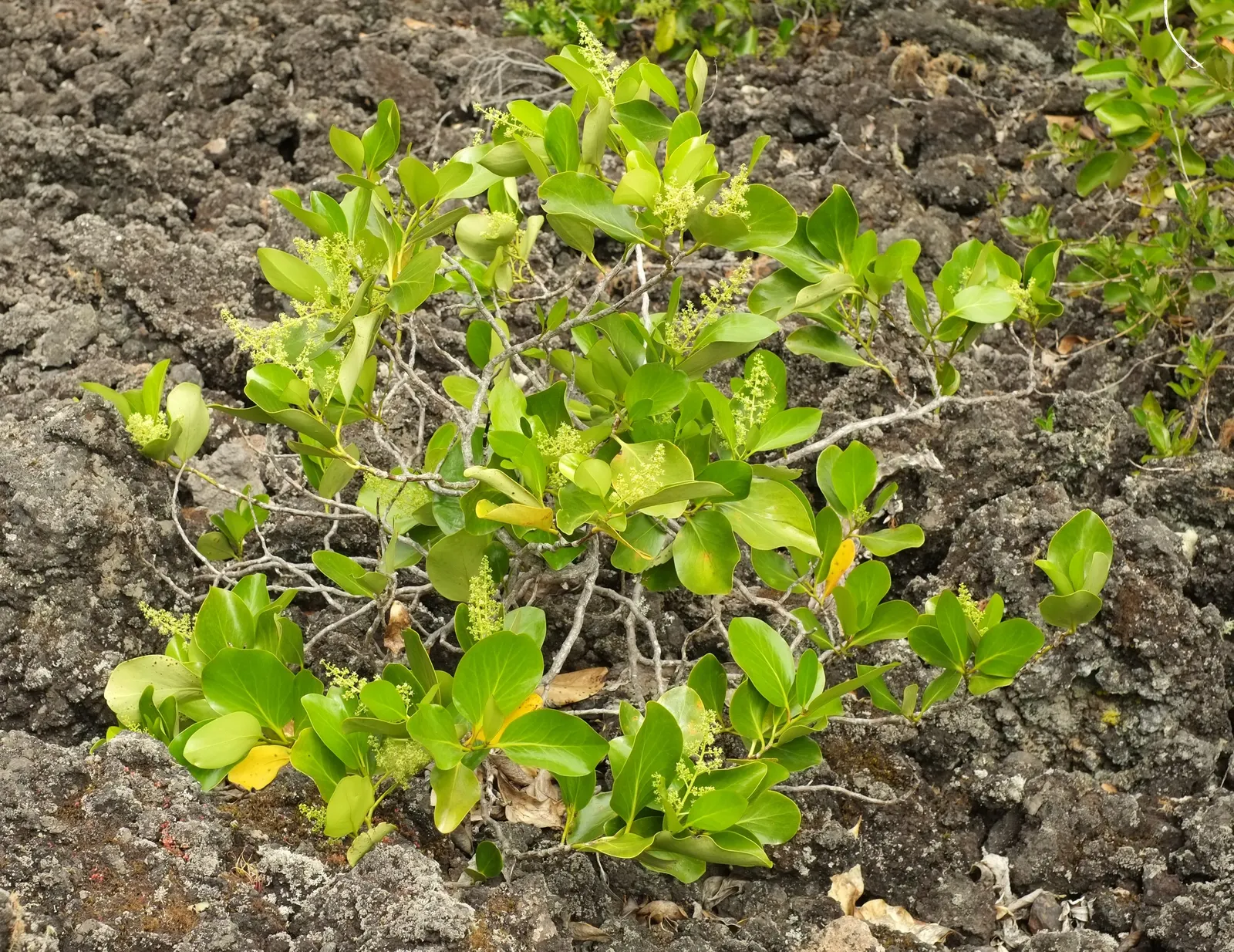 Puka (Griselinia Lucida) — it thrives in USDA hardiness zones 7 through 10