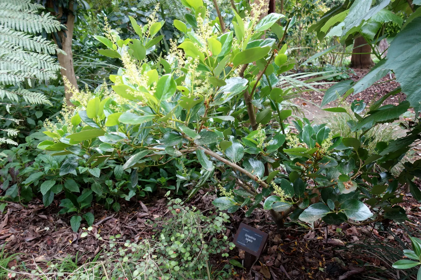 Puka (Griselinia Lucida) — A member of the broadleaf Griselinia family