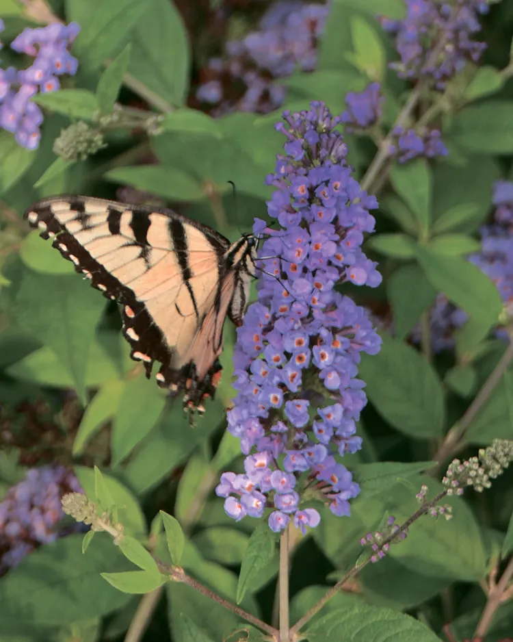 Lo & Behold Ruby Chip® Butterfly Bush (Buddleia x) — Its mounded deciduous habit reaches about 30-32 inches tall and wide