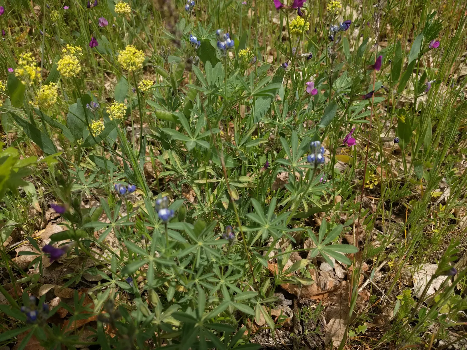 Annual Lupine, Bicolored Lupine (Lupinus Bicolor) — Its compact growth habit makes it ideal for borders and wildflower gardens