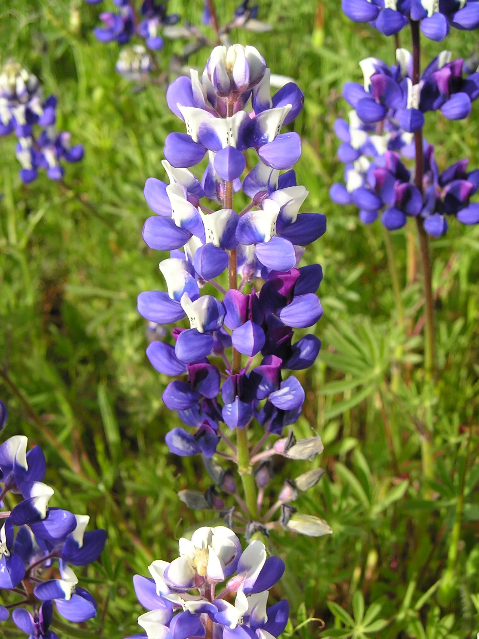 Annual Lupine, Bicolored Lupine (Lupinus Bicolor) — which means it completes its life cycle in just one growing season