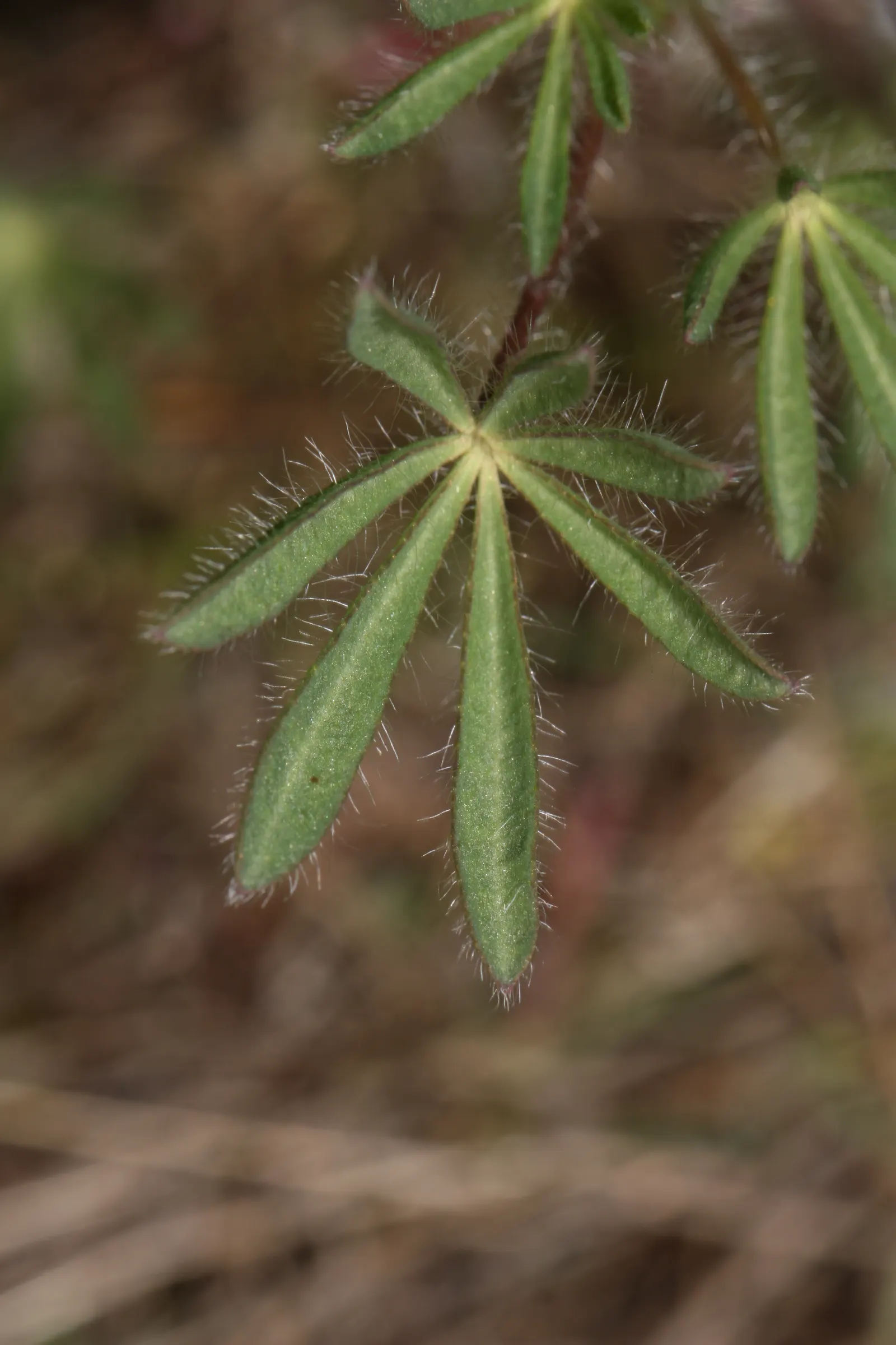 Annual Lupine, Bicolored Lupine (Lupinus Bicolor) — scientifically named Lupinus bicolor